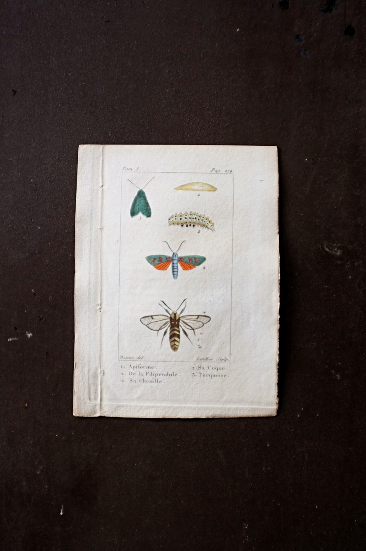 1780s フランス ビュフォン伯爵による蛾と幼虫の博物画g Buffon アンティーク