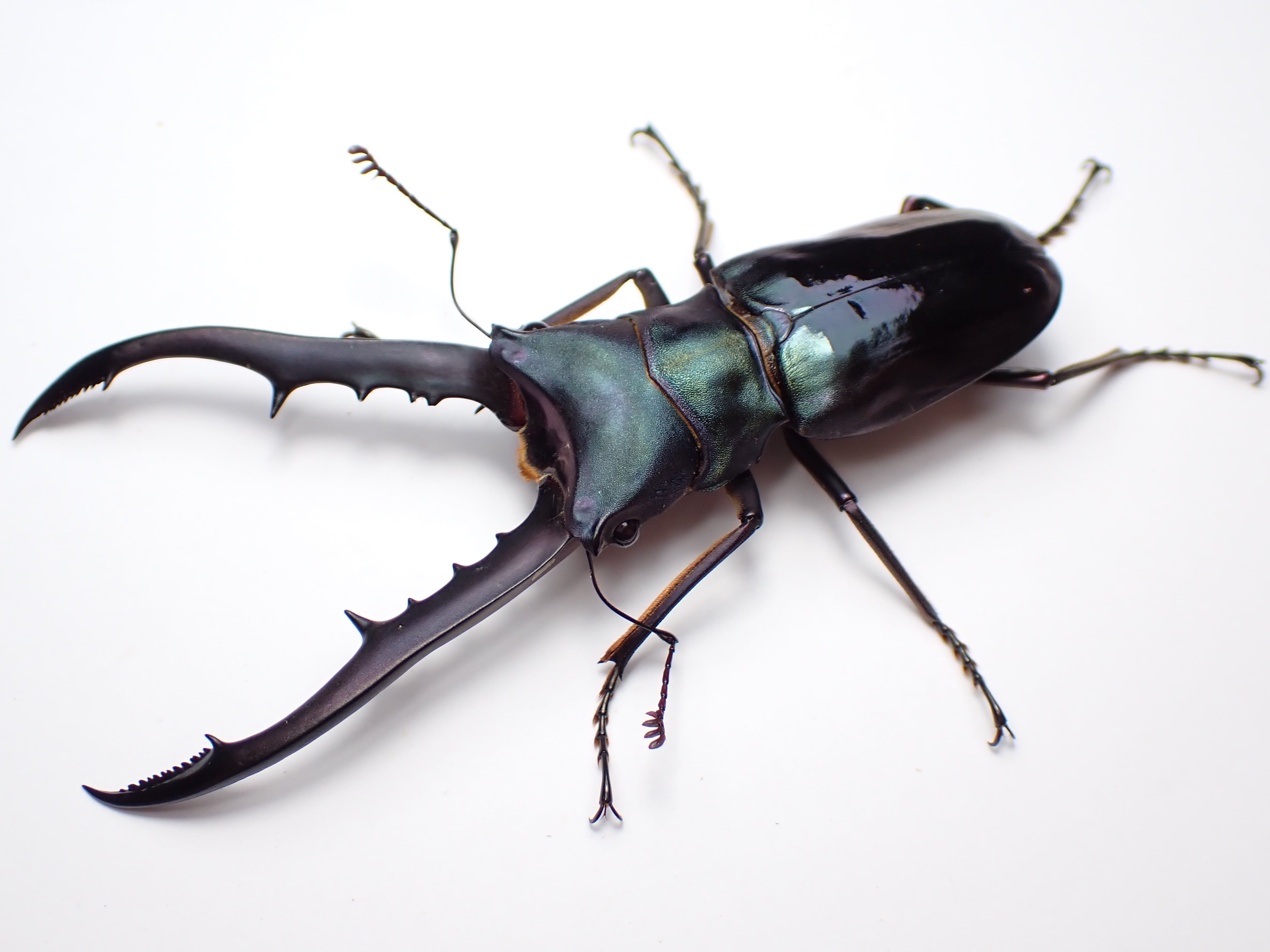 メタリフェルホソアカクワガタ 紫系 成虫ペア ① | watakuwa shop