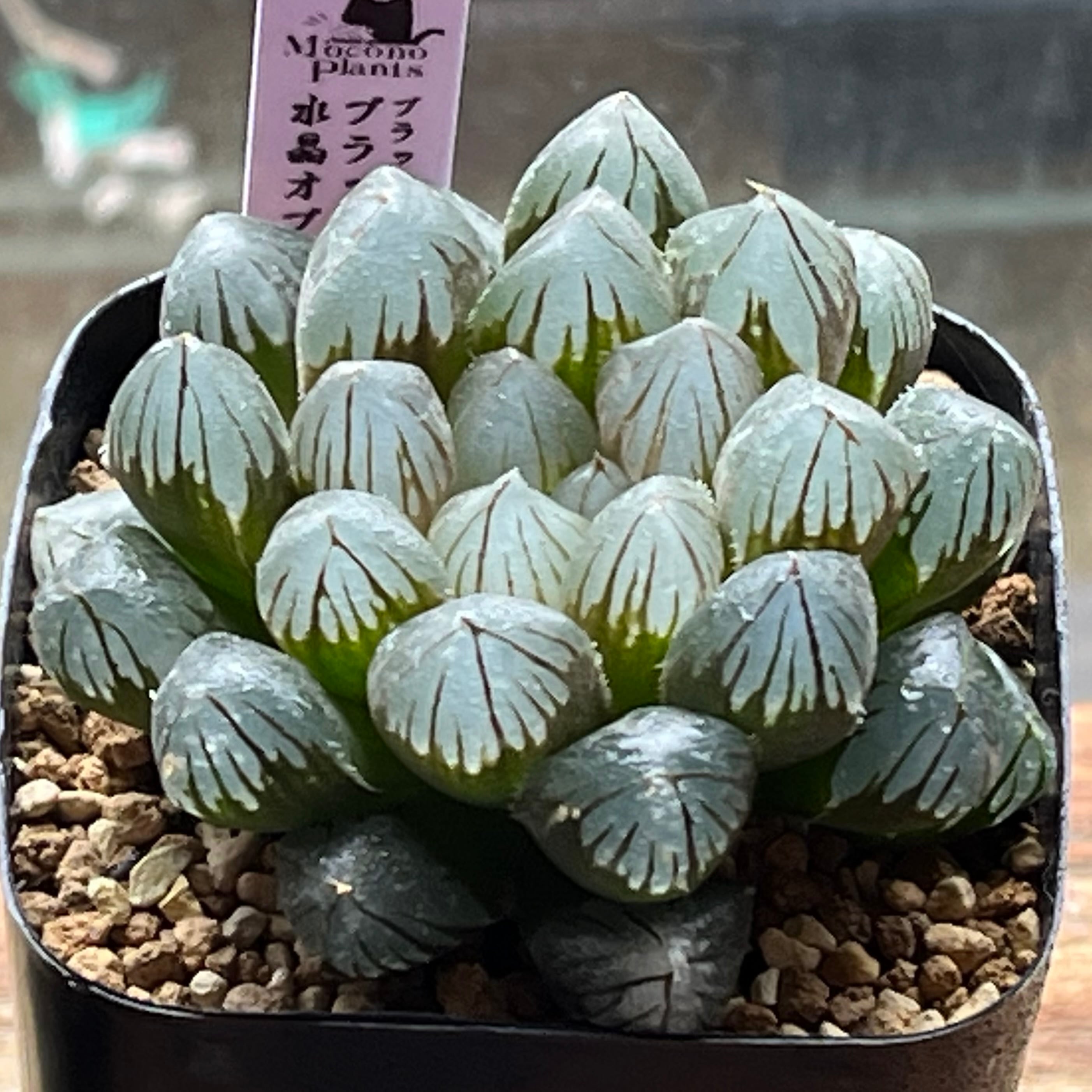 ハオルチア スターズフェアリー ハオルチア スターズフェアリー | mocono_plants