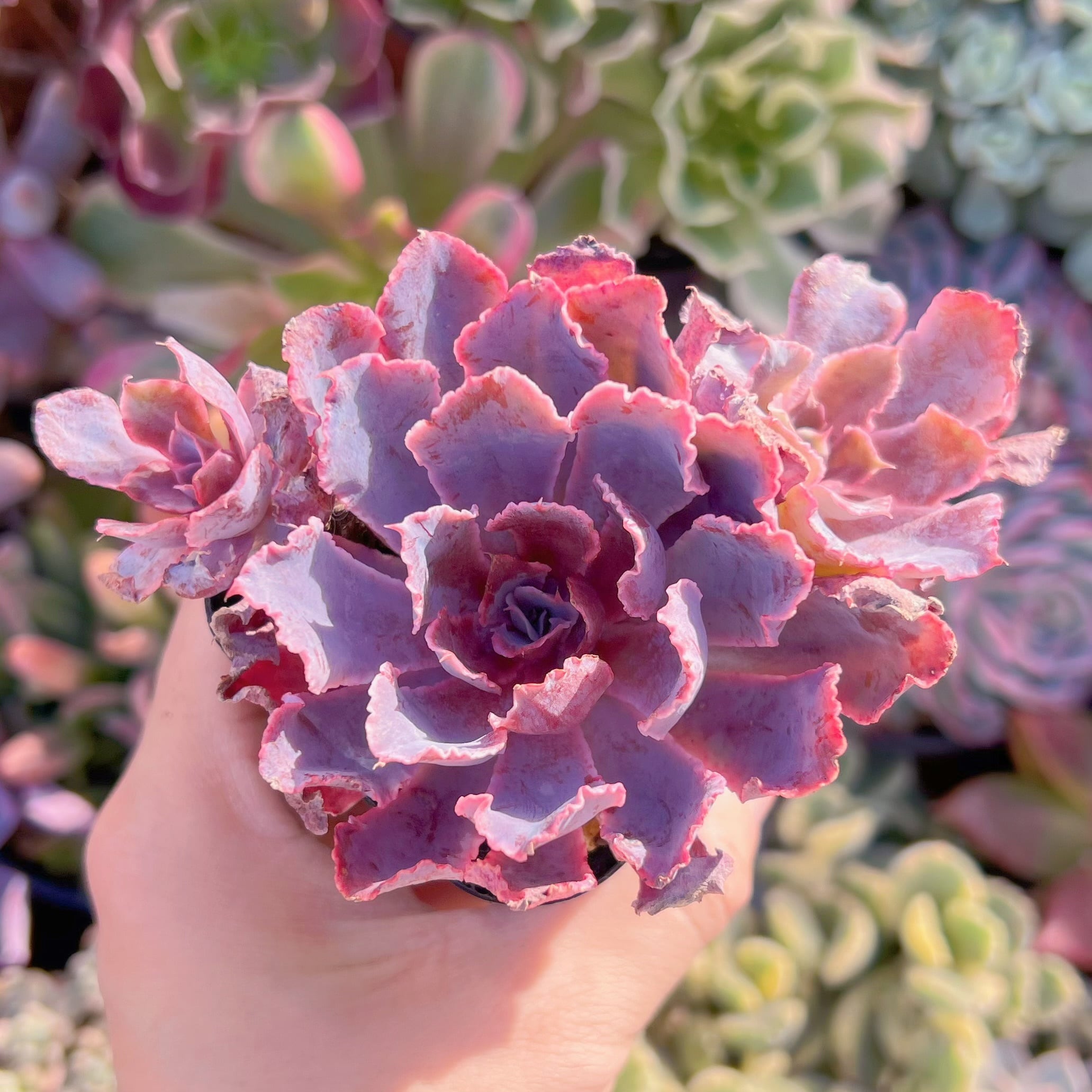 現品　シャビアナ#890　るる農園