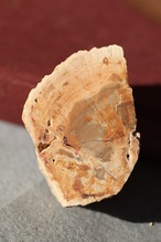 ペトリファイドウッド プレート |  Petrified Wood Plate ◇ 天然石・鉱物・パワーストーン | st00410