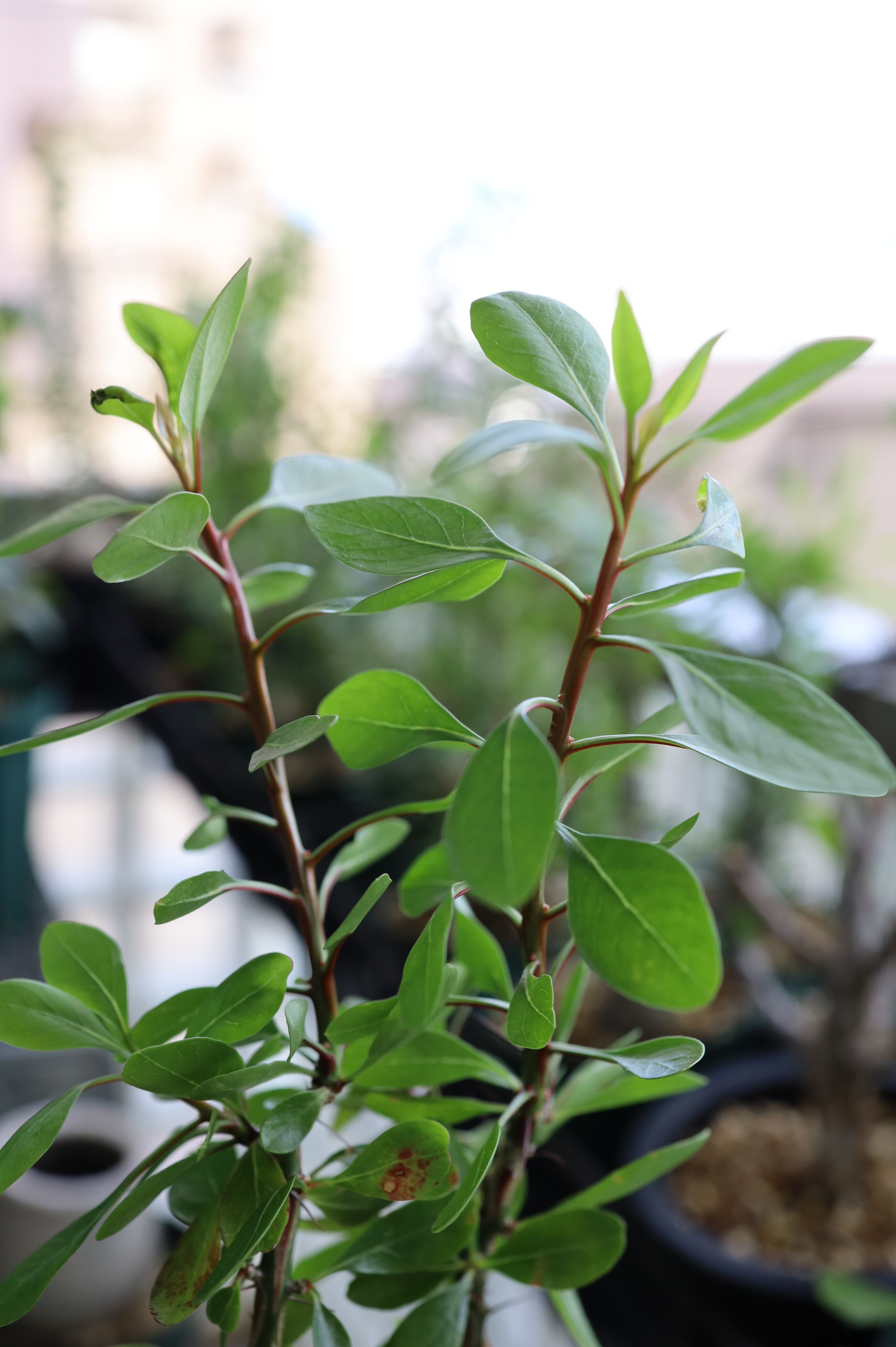 フォークイエリア・ファシクラータ | Fouquieria fasciculata _B