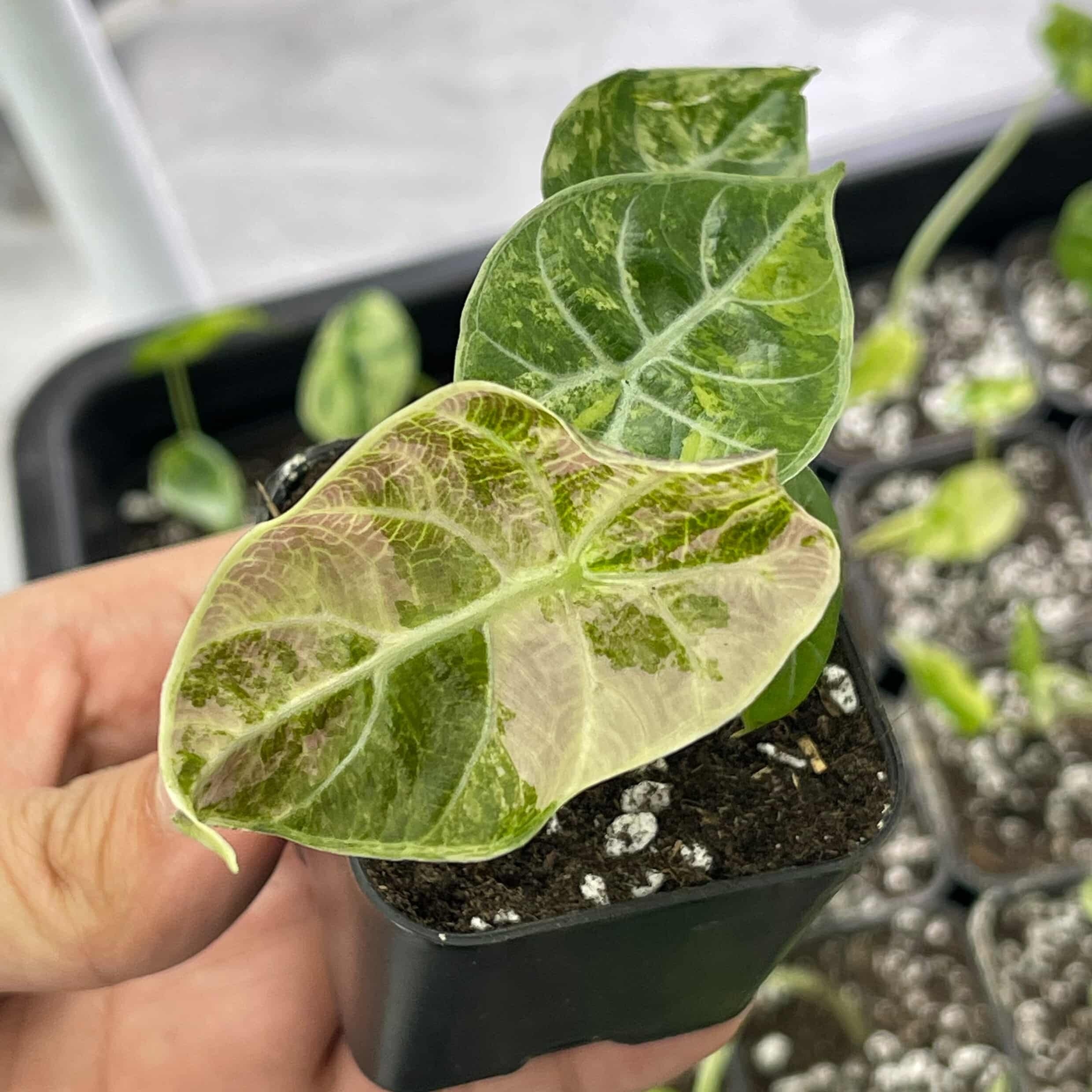 予約販売】Alocasia Watsonia Glossy Pink Albo｜アロカシア