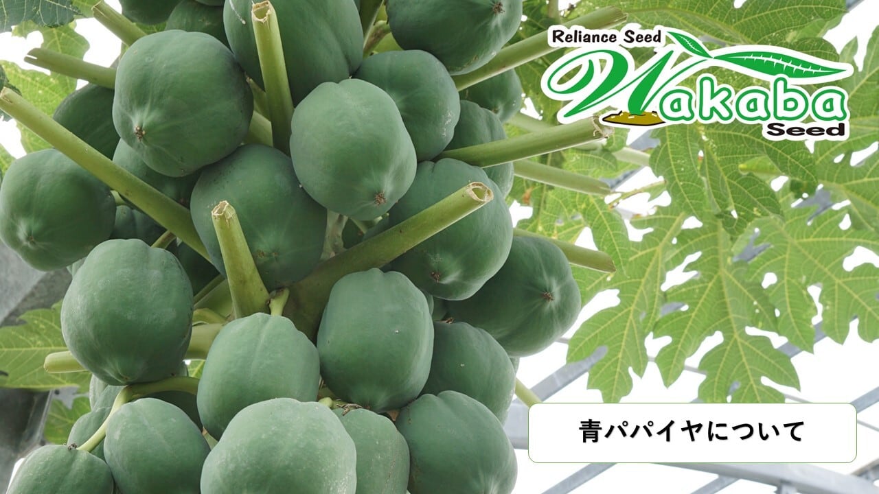 台農2号2本セット」青パパイヤ苗 | wakabaseed