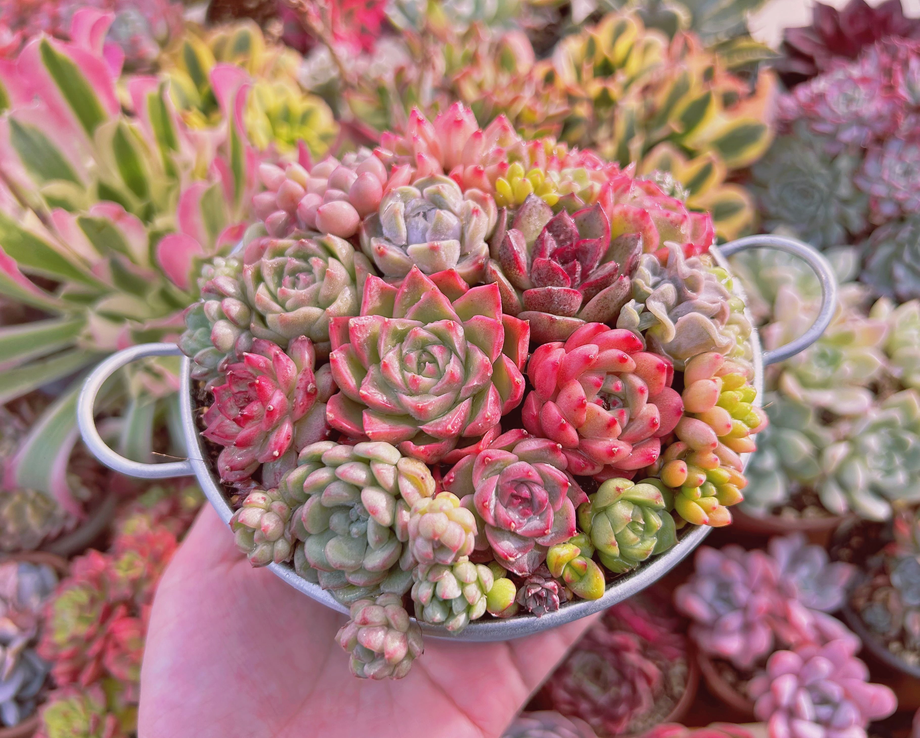 寄せ植え用セット(群生入り) るる農園 | るる農園~多肉植物専門