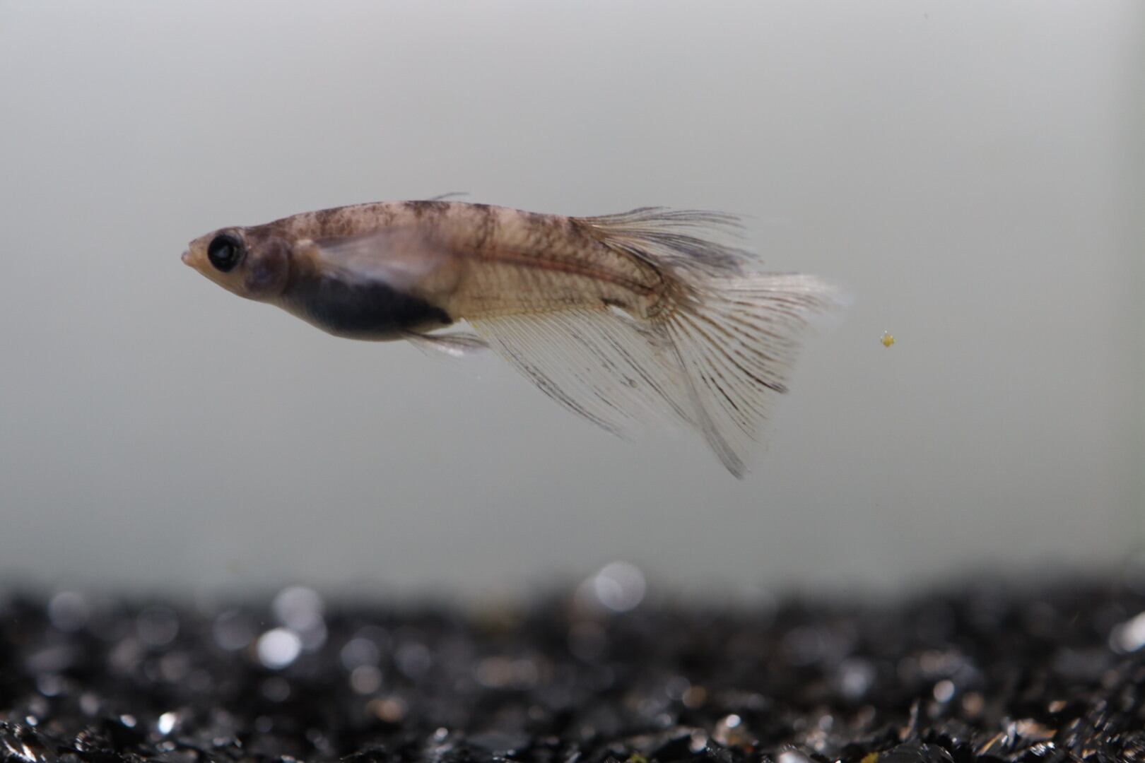 (購入者決定)碧RLF種親グレード1ペア 購入者決定)碧RLF種親グレード1ペア