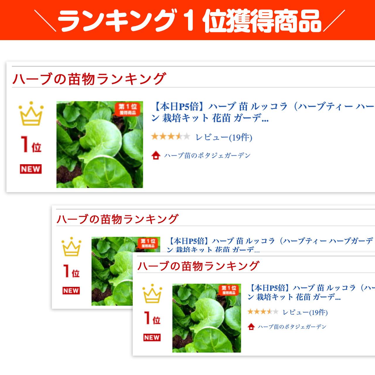 ＊ルッコラページ＊ 楽天市場】ルッコラ ロケットサラダ（ガルギール）国内採種品 Gargil