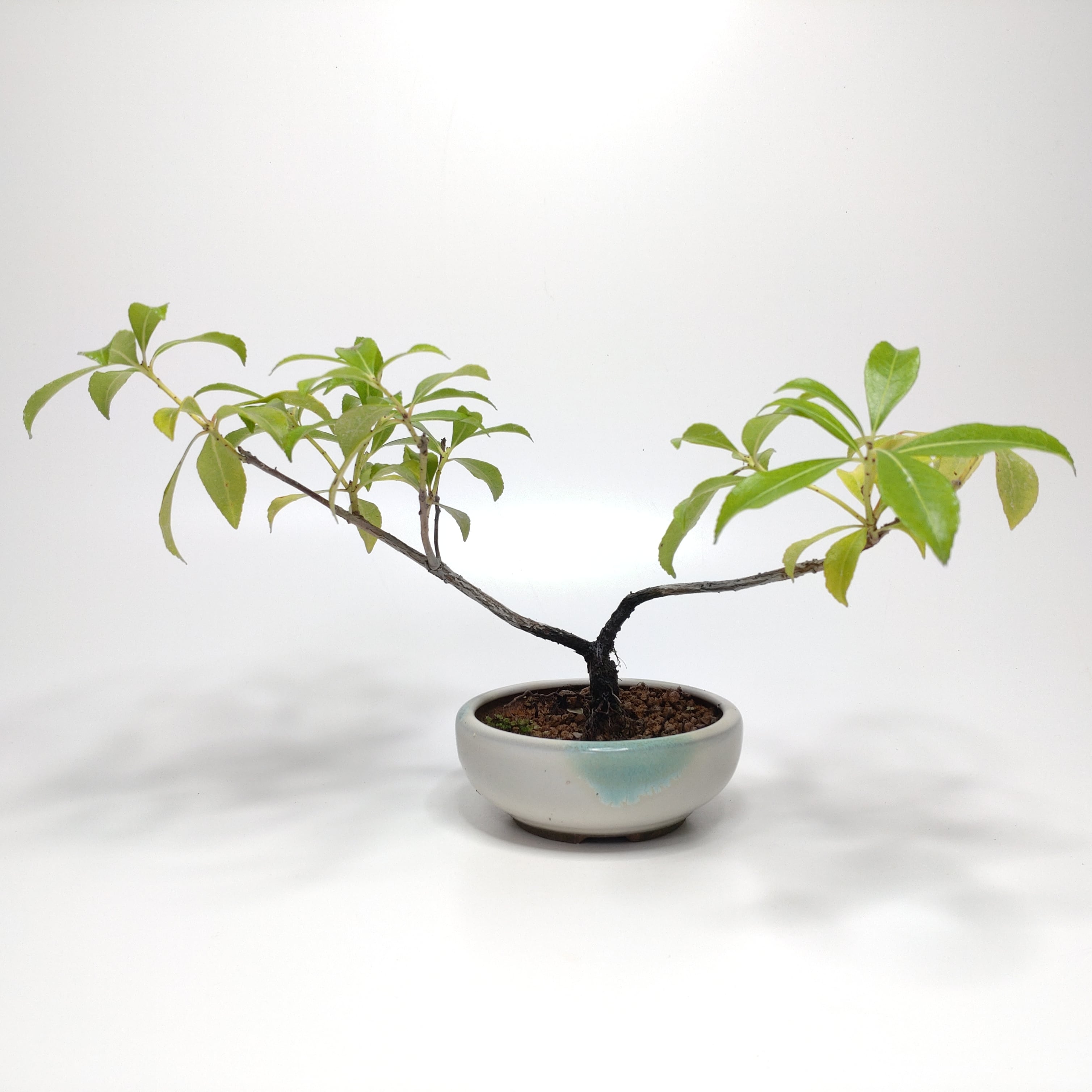 皐月盆栽 皐月盆栽 黄龍75センチ さつき - メルカリ