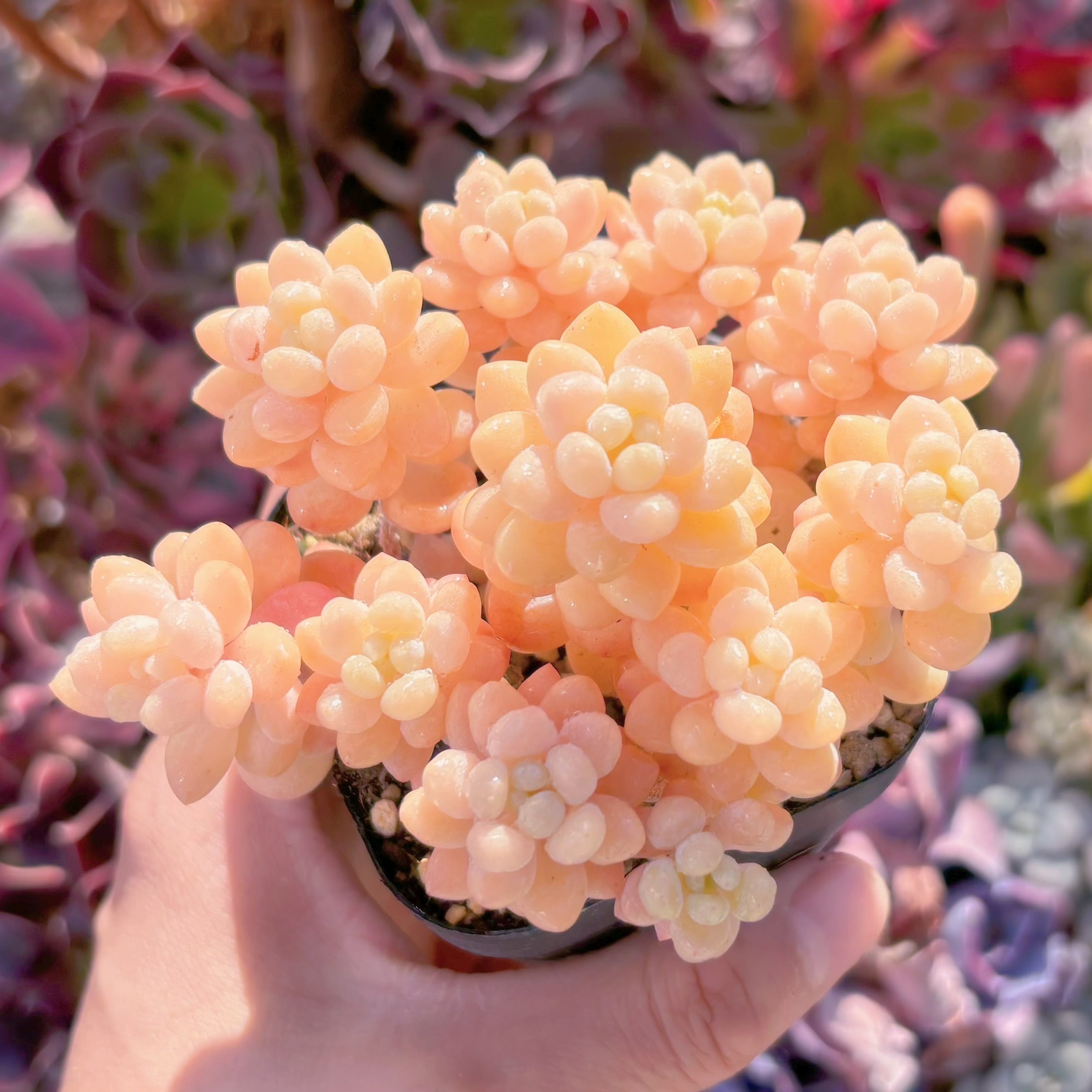 現品　パールミルク#607　群生　るる農園