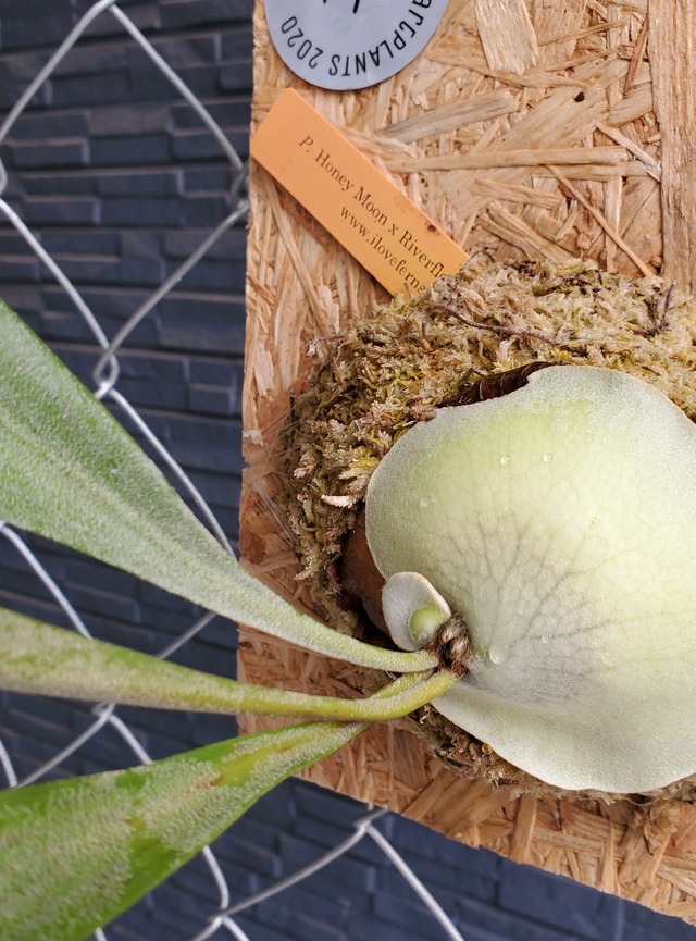 P.Honey Moon × P.Riverflow  Sporelings  【iloveferns】ビカクシダ/コウモリラン