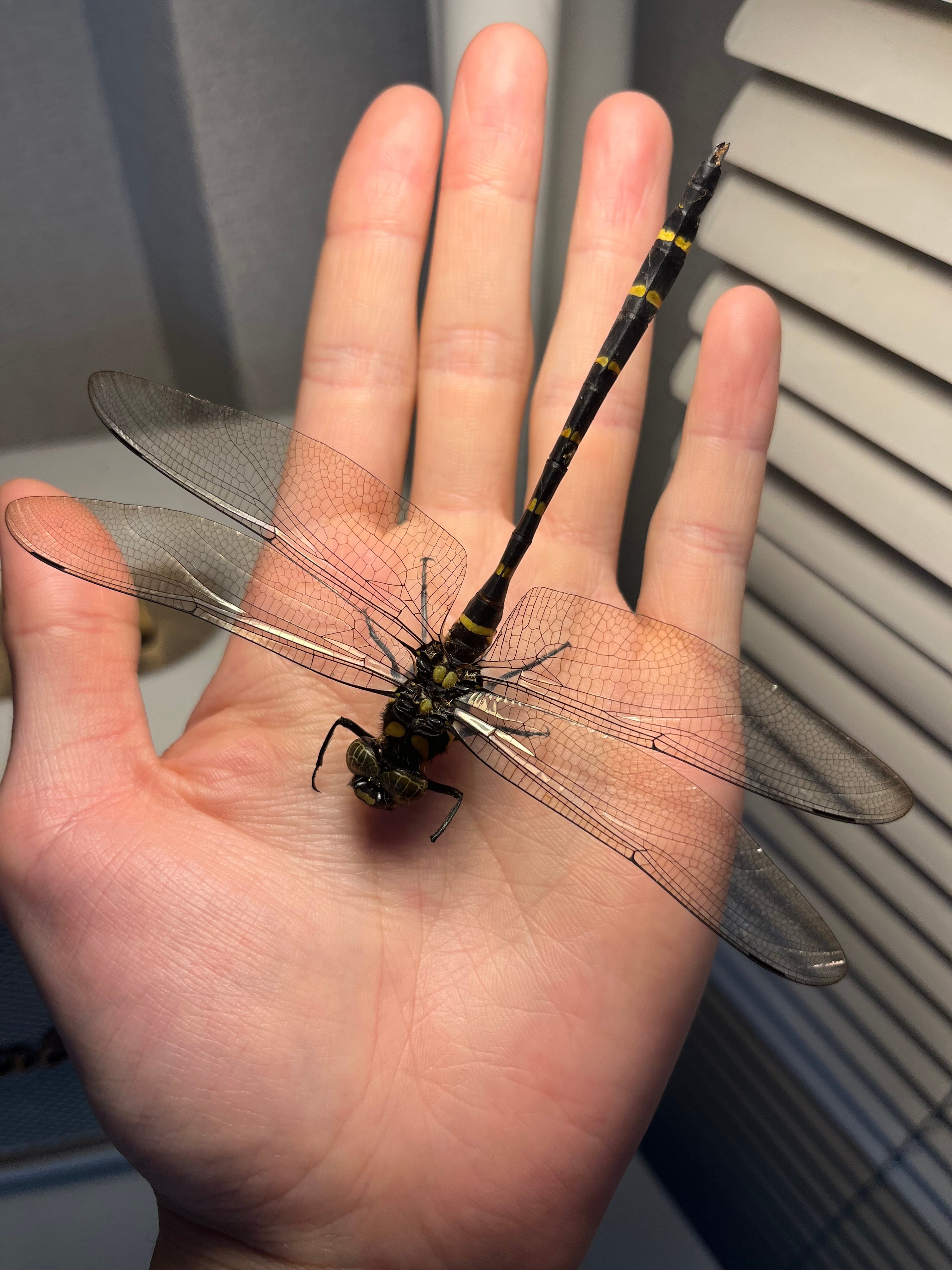半立体標本】オニヤンマAnotogaster sieboldii ストラップ 虫よけ