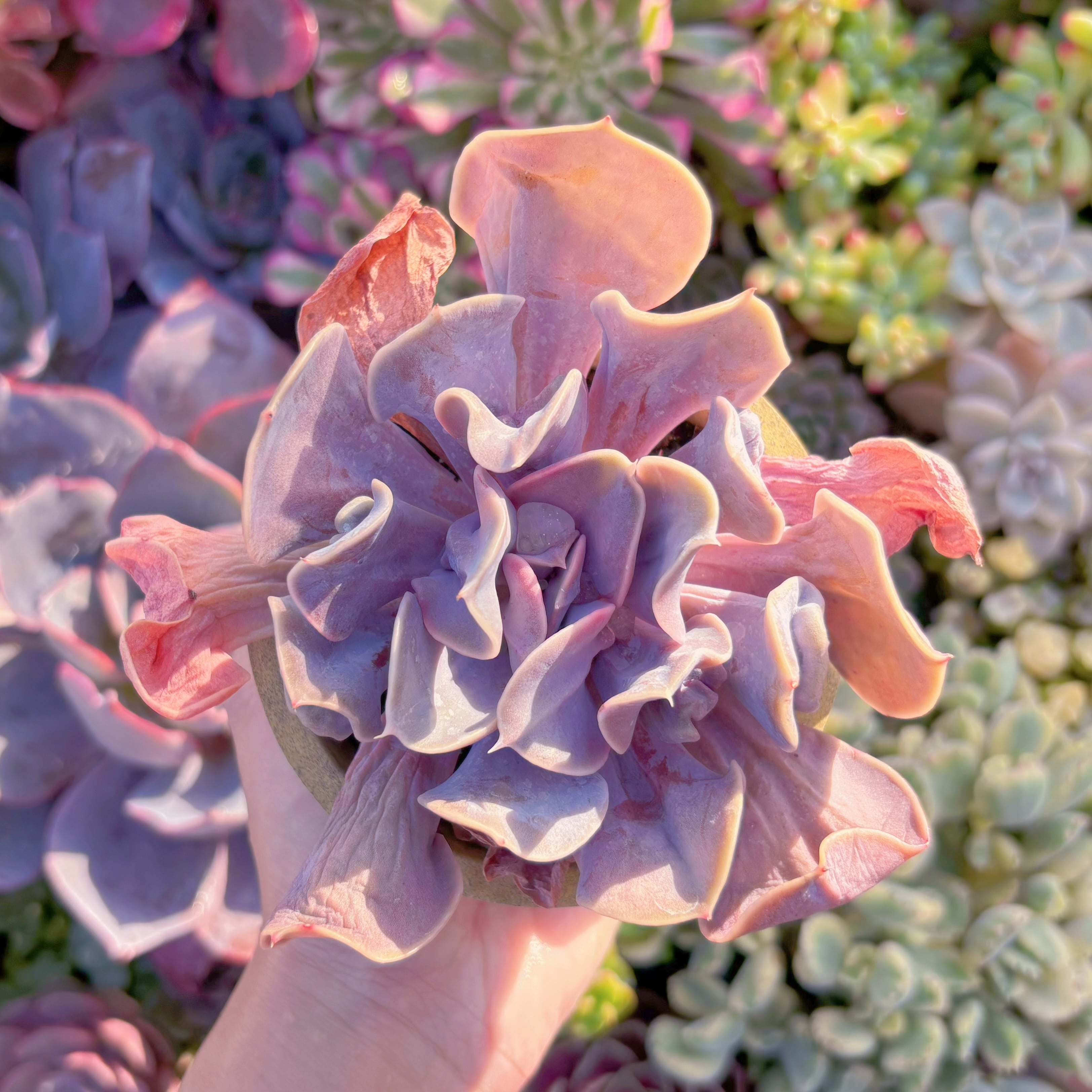 現品　ヴァルキリーエトランペット#M253　るる農園