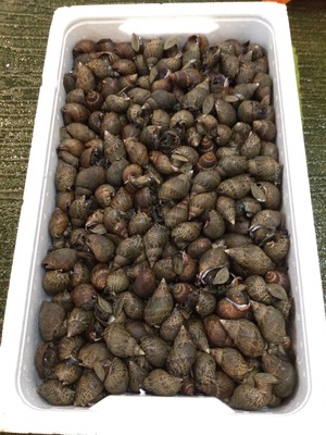 田舎風味 バイ貝 ベー貝 煮付け 500g 福岡県産 Salon De Mai サロンドマイ 田舎風味 バイ貝 ベー貝 煮付け 500g 福岡県産 Salon De Mai サロンドマイ