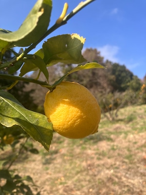 【柑橘王国愛媛県砥部町産　農薬、化学肥料、除草剤不使用レモン1kg〜】(ご家庭用)