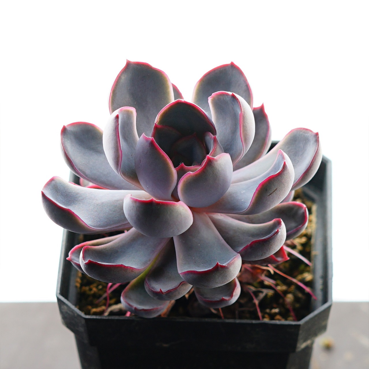 【限定1株】カット苗 ダークアイス Echeveria 'Dark Ice'