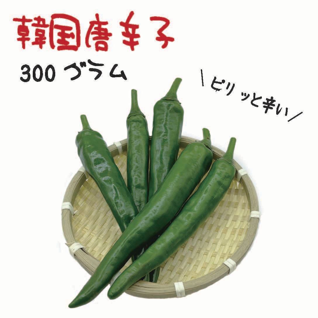 韓国唐辛子 約500g 宮崎産 青唐辛子 フレッシュ 収穫後農園から直送