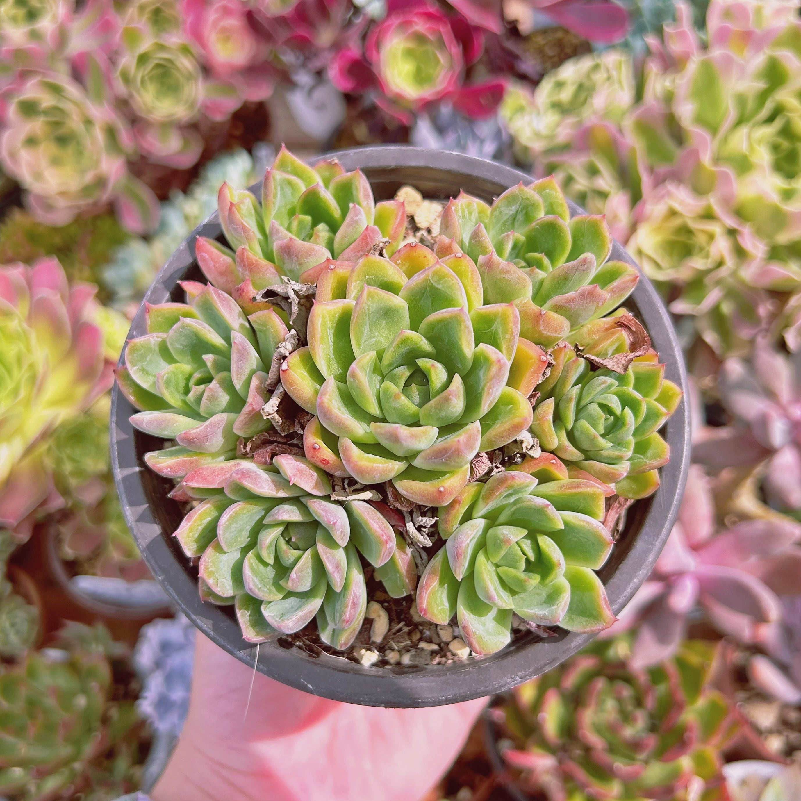 #1141現物　多肉植物　 クリームベリーxルビン　特大