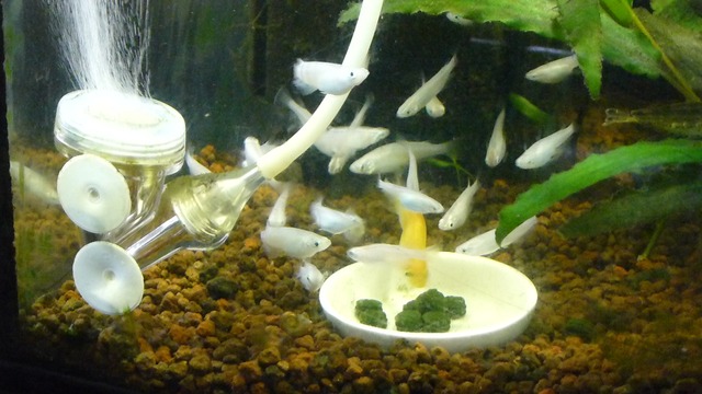 クロレラ錠剤 約500錠 送料無料 Suisui52