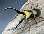 【WD】《モンギロンホソアカ アルファック産 80mm ペア》