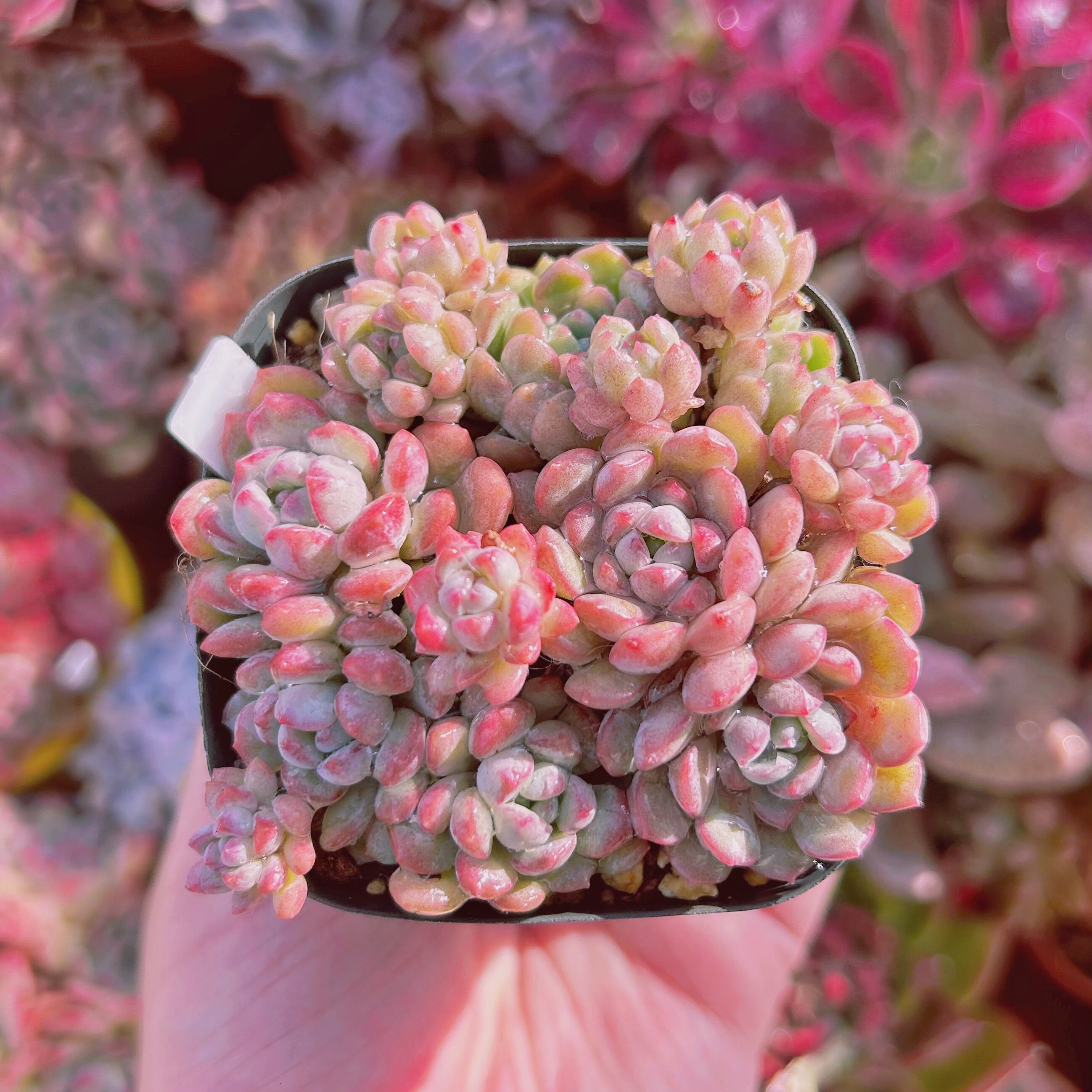 多肉植物　萌豆　8頭以上　