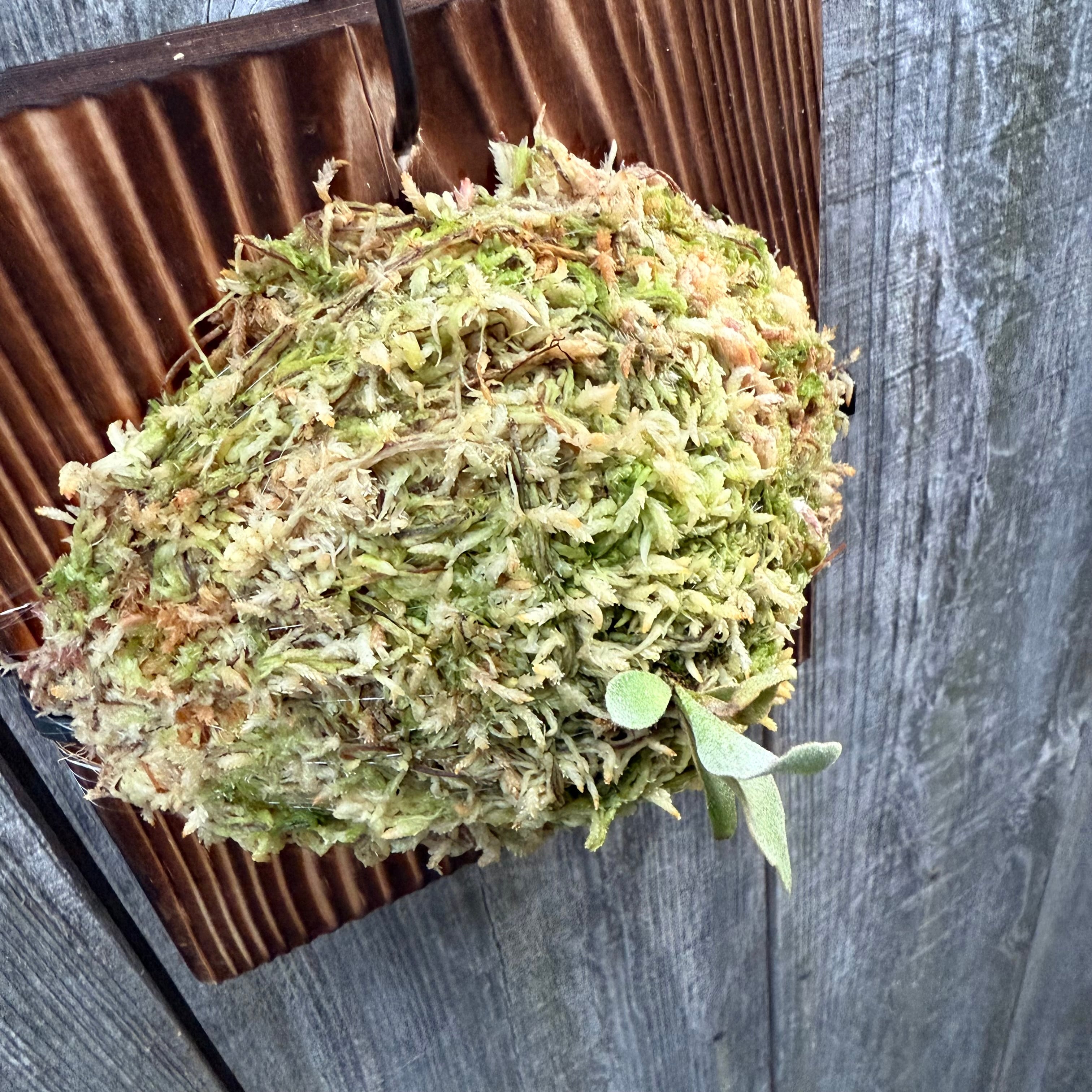 ビカクシダ P.Triceratops 三角龍（pup） P.Triceratops (三角龍) pup | naturefix