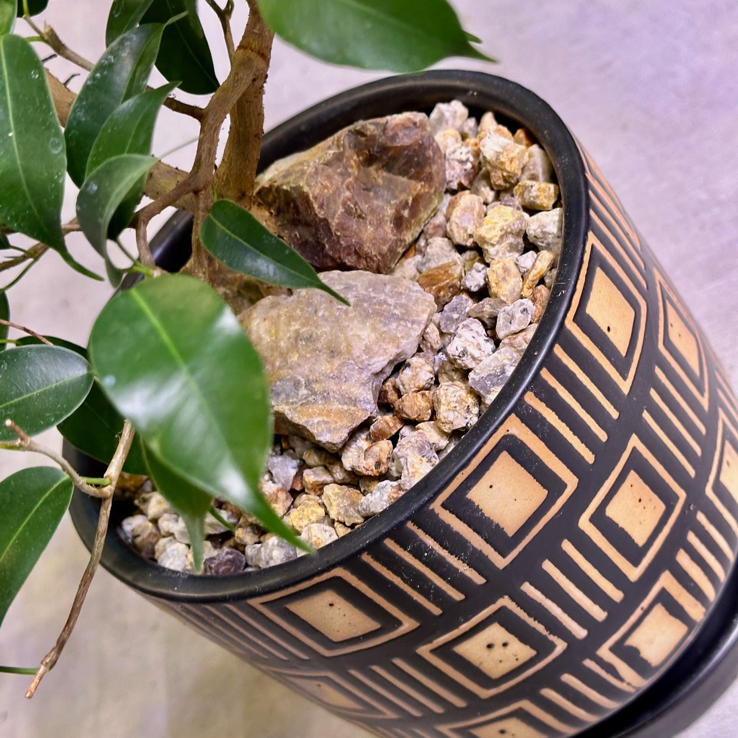 フィカス・ウィアンディ | barrelplants_BONSAI