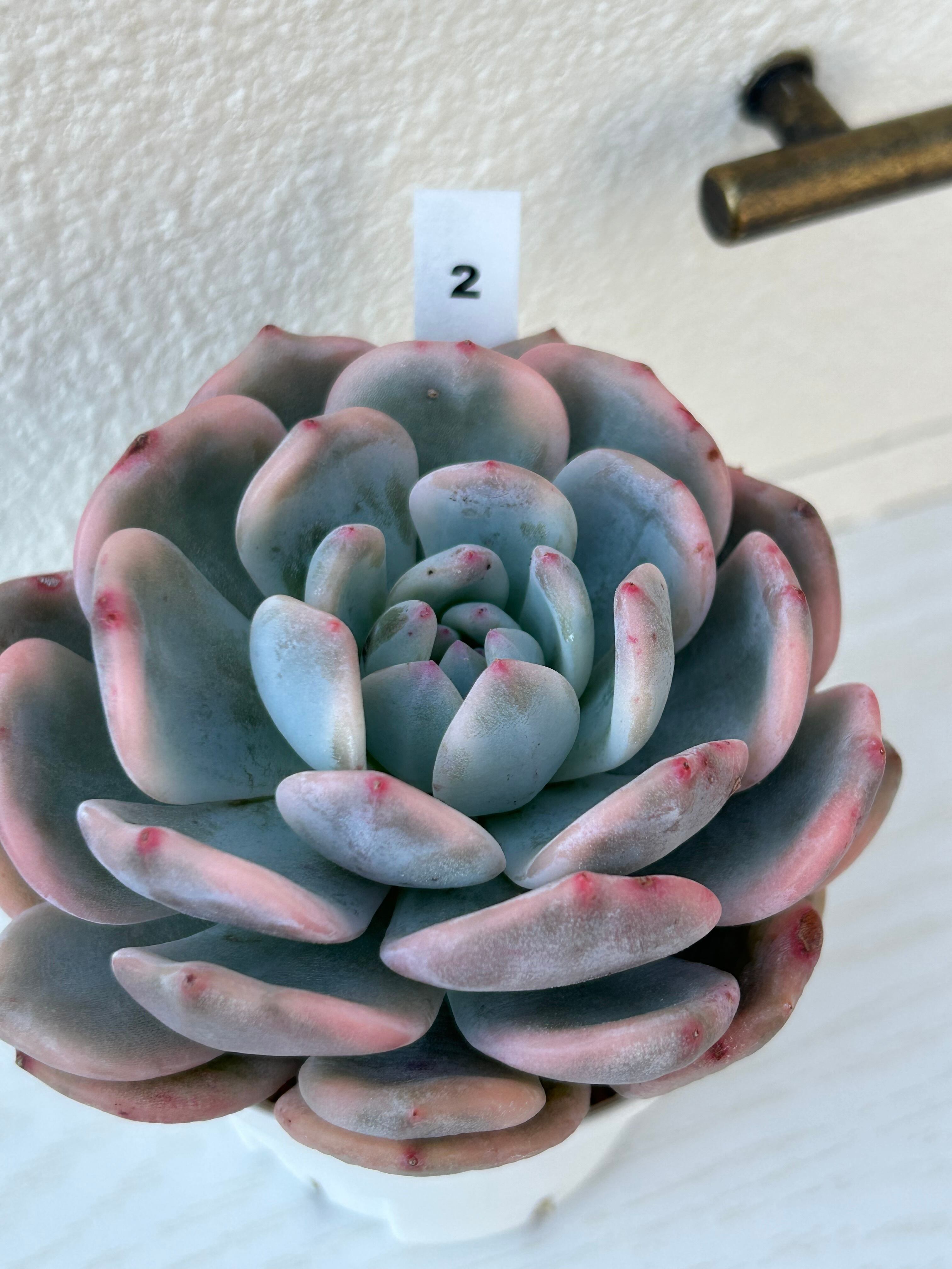 輸入苗 ☆オレンジモンロー錦No.2