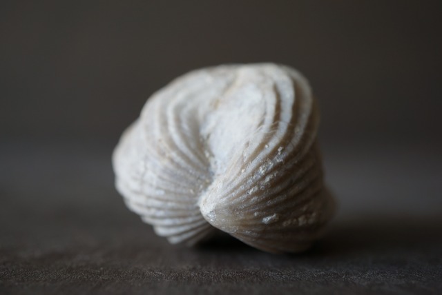 Burmirhynchia decorata 腕足類化石 955