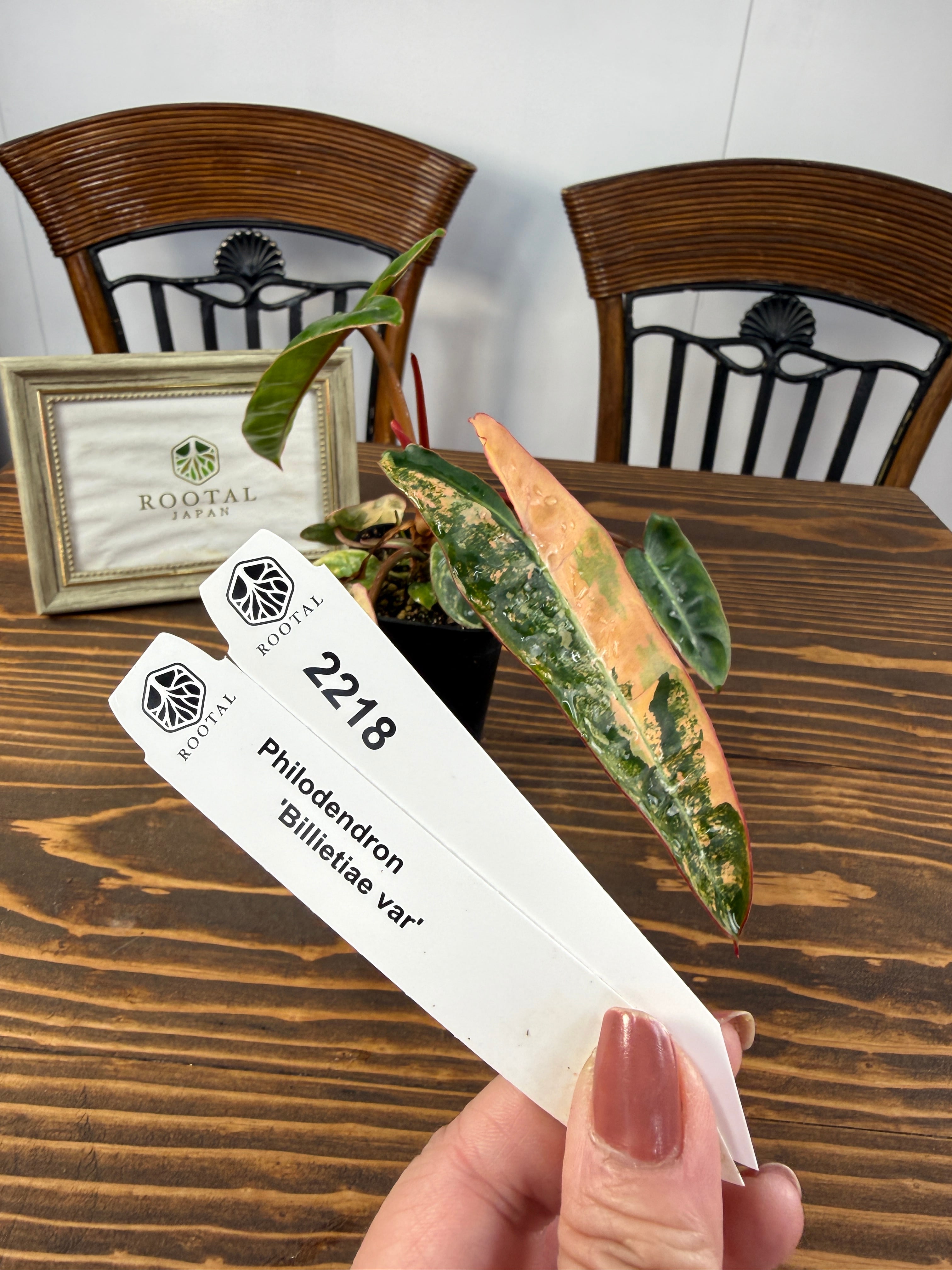 斑入り | ROOTALPLANTS