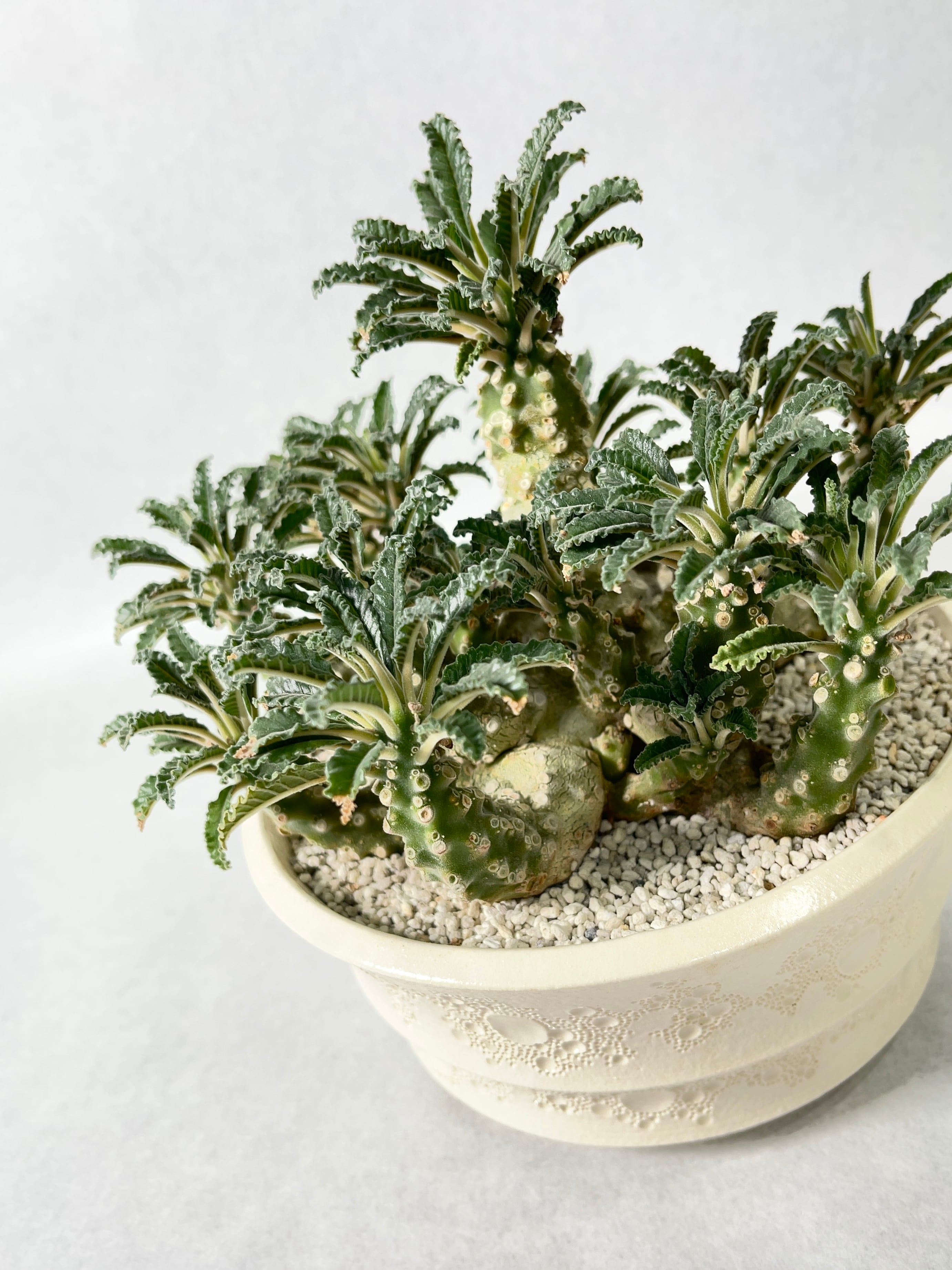 20b47cf3918805528bad8496bfcfcc