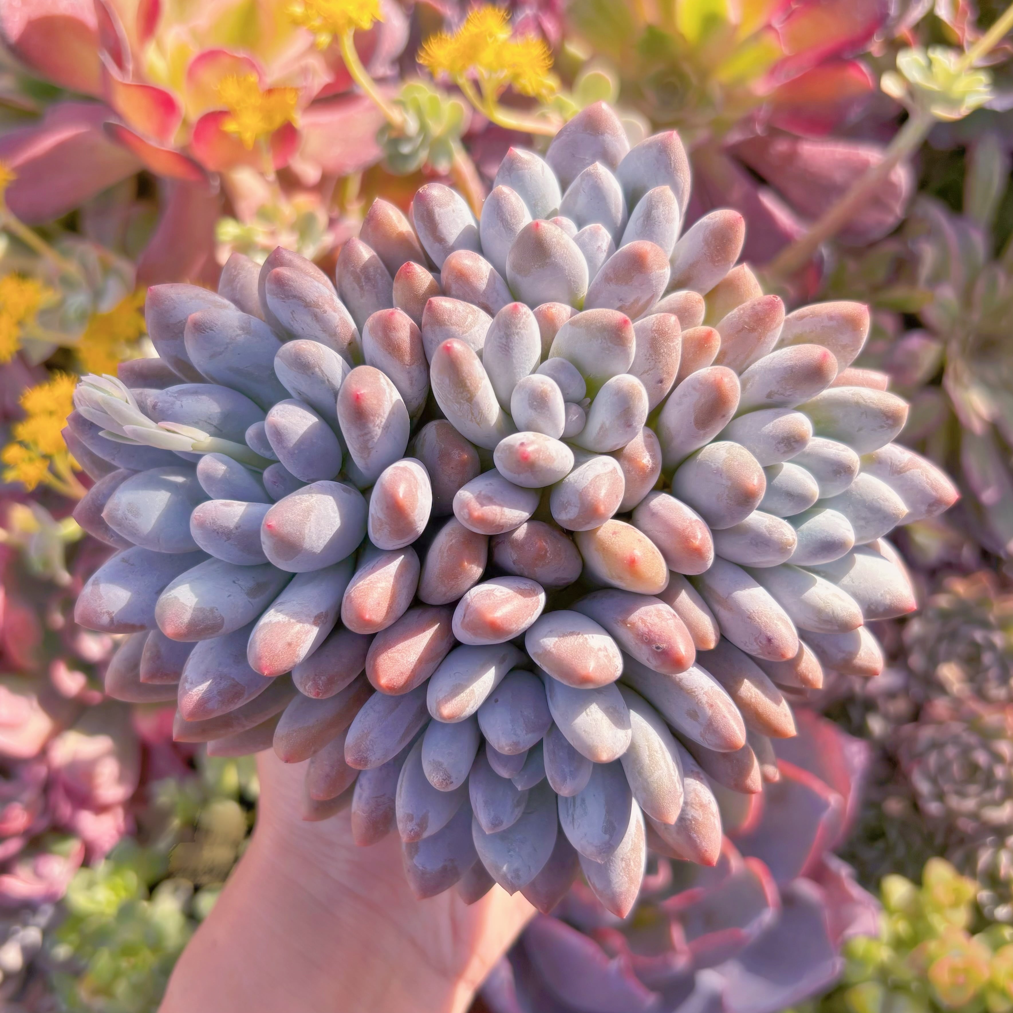 現品　香水#M220　るる農園