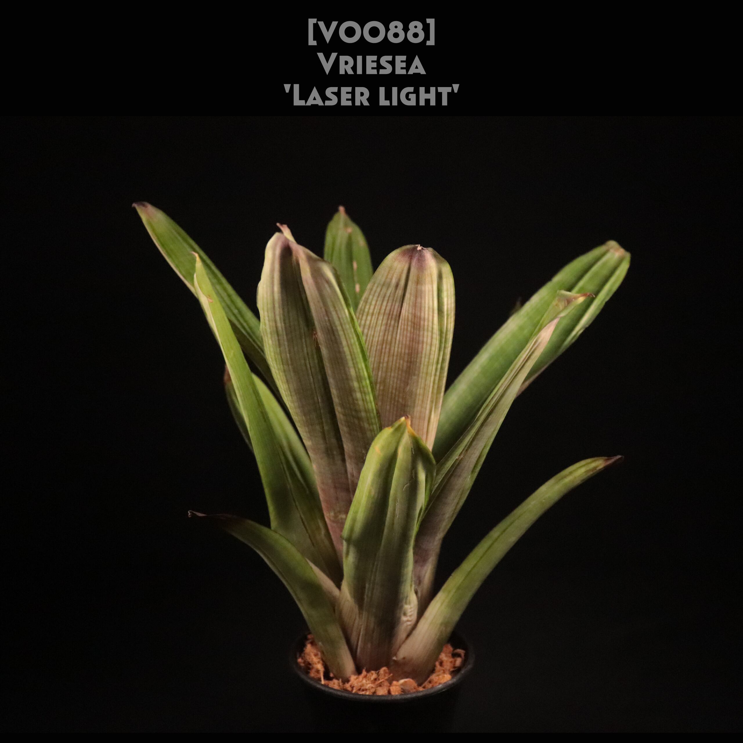 【送料無料】Vriesea 'Laser light'〔フリーセア〕現品発送V0088
