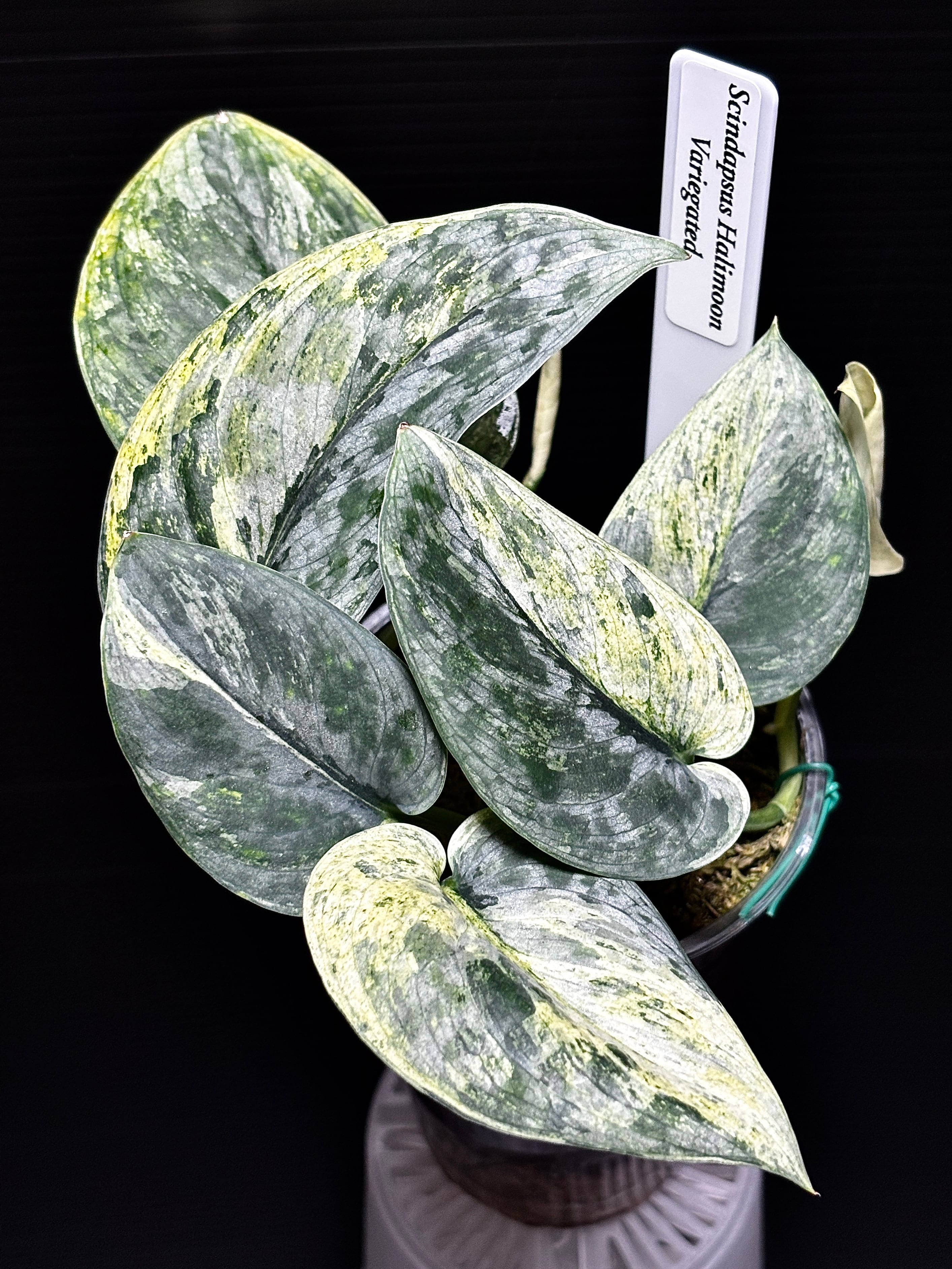 脇芽アリ】アロカシア ワトソニアナ ピンク斑入り Alocasia watsoniana