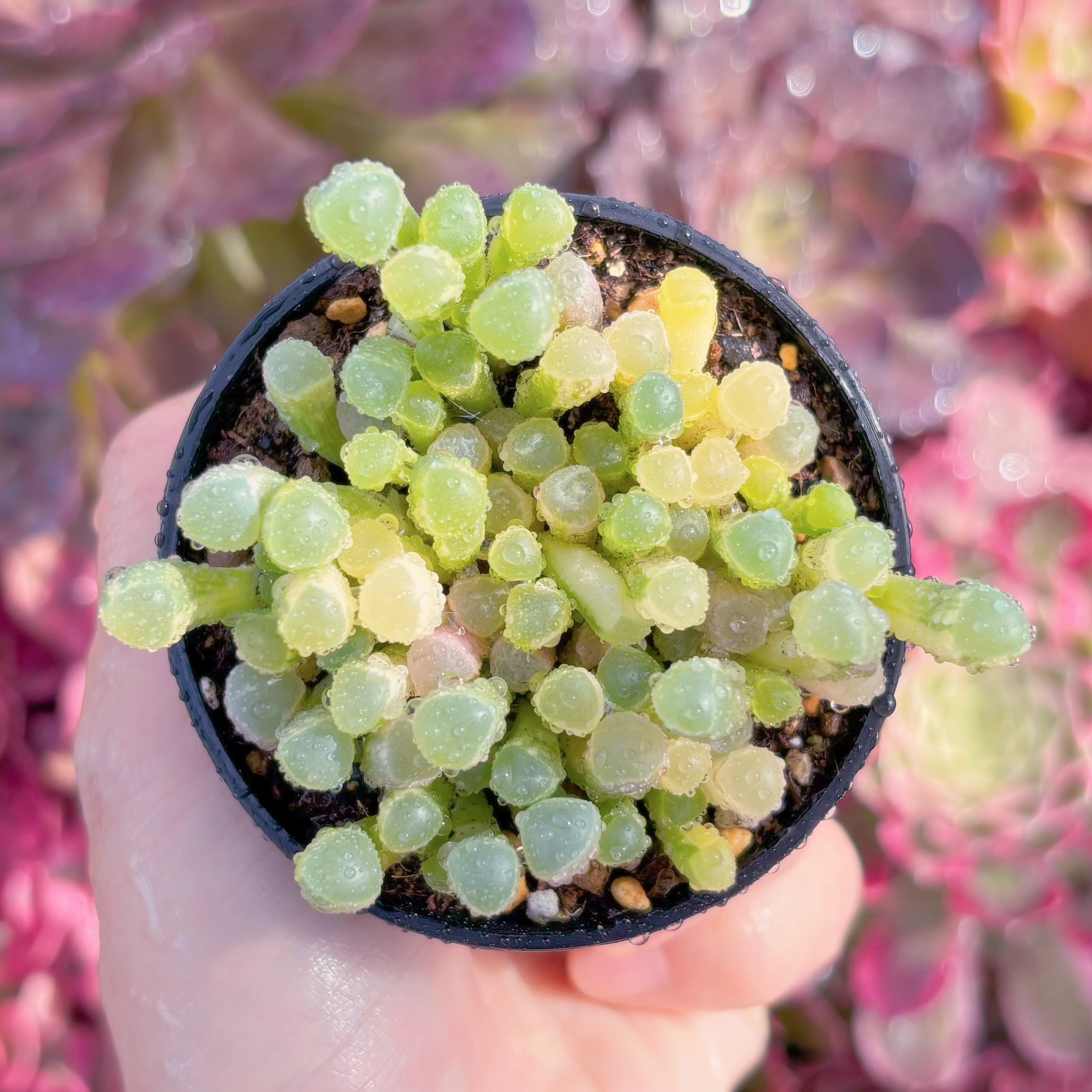 現品　五十鈴玉錦#K 421　群生　美苗　希少　新入荷　るる農園