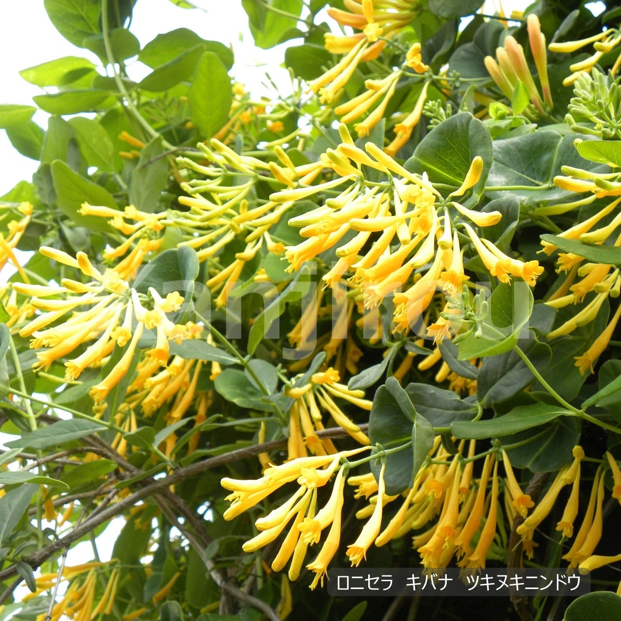 ロニセラ ベニバナスイカズラ | 植物勘次郎商店
