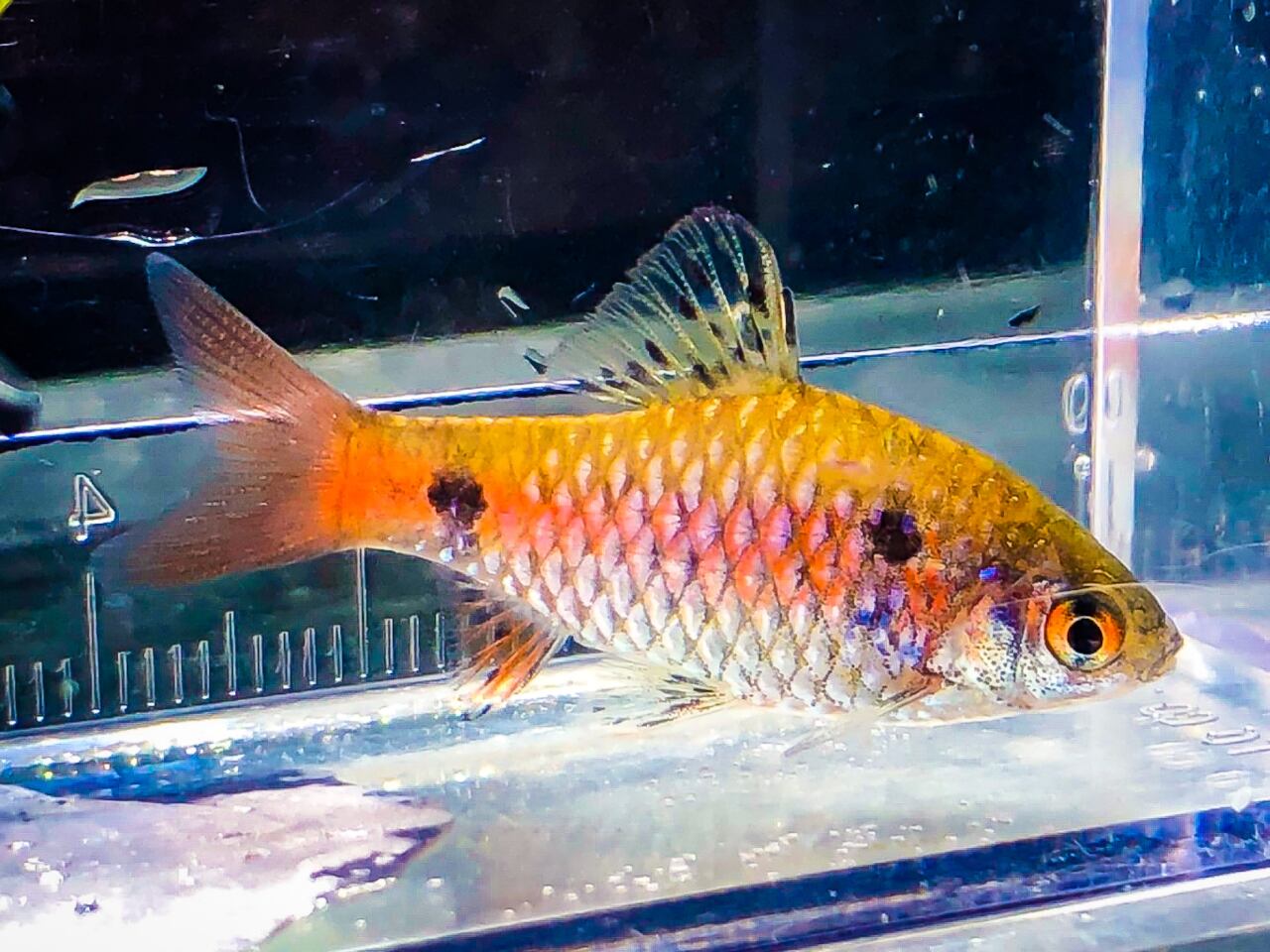 オデッサバルブ アクアショップ 青