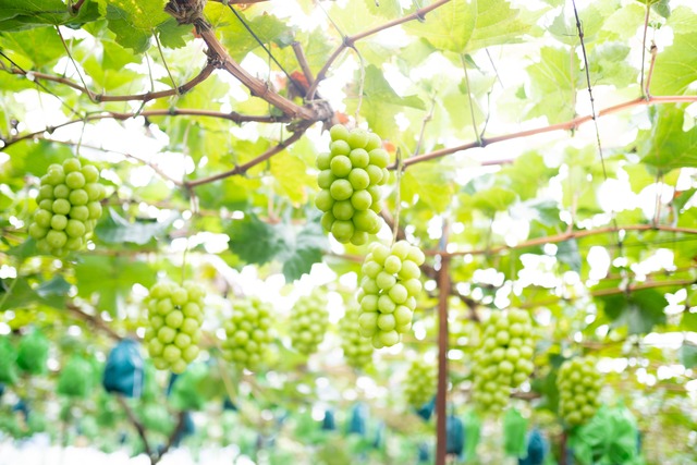 超お買い得！【ご家庭用のご家庭用】ぷりっと甘〜い！朝採りシャインマスカット1キロ(2-3房)