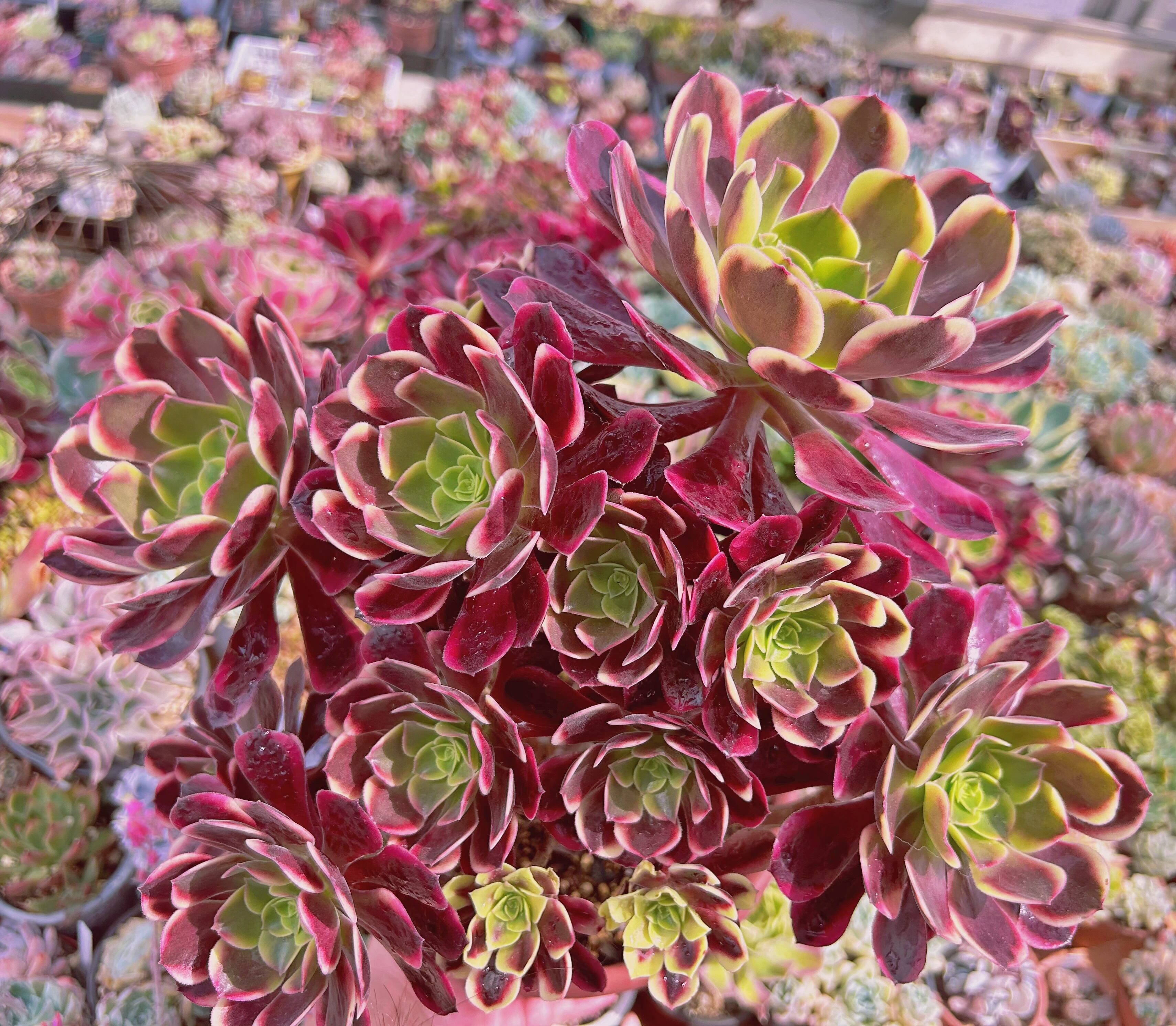 現物　多肉植物　カシミヤバイオレット錦　特特大群生