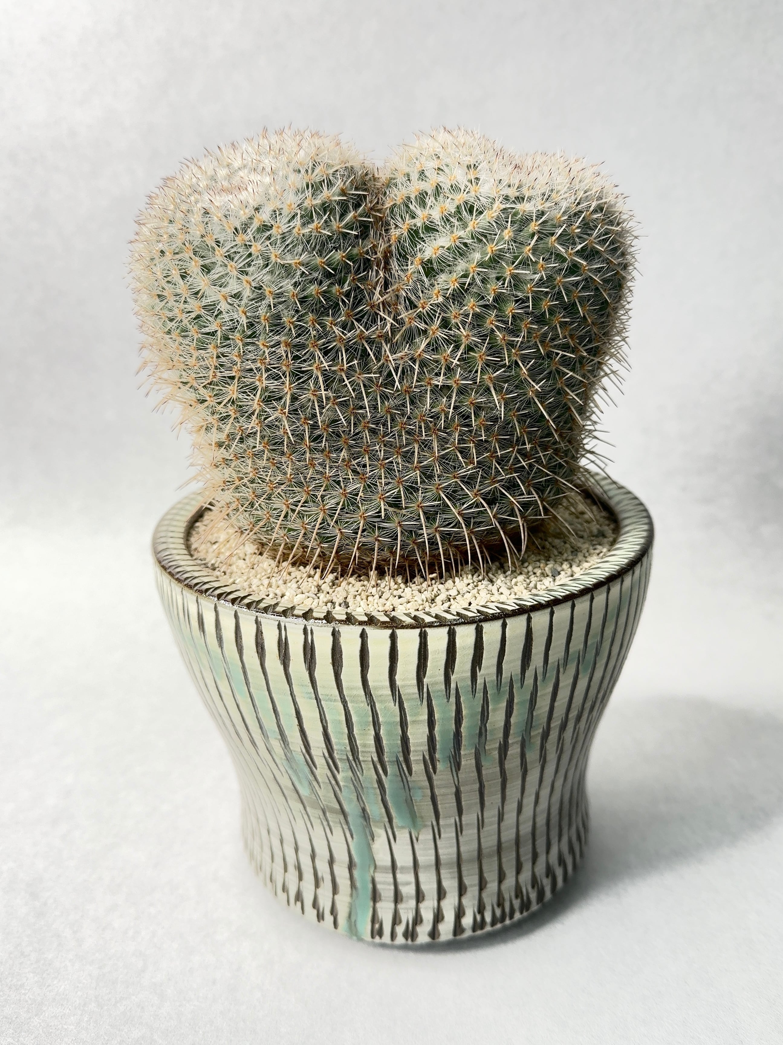 マミラリア・白王丸