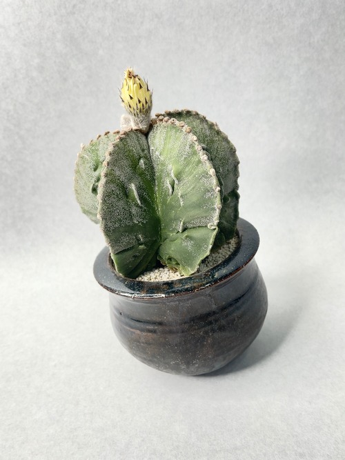 アストロフィツム・複隆鸞鳳玉