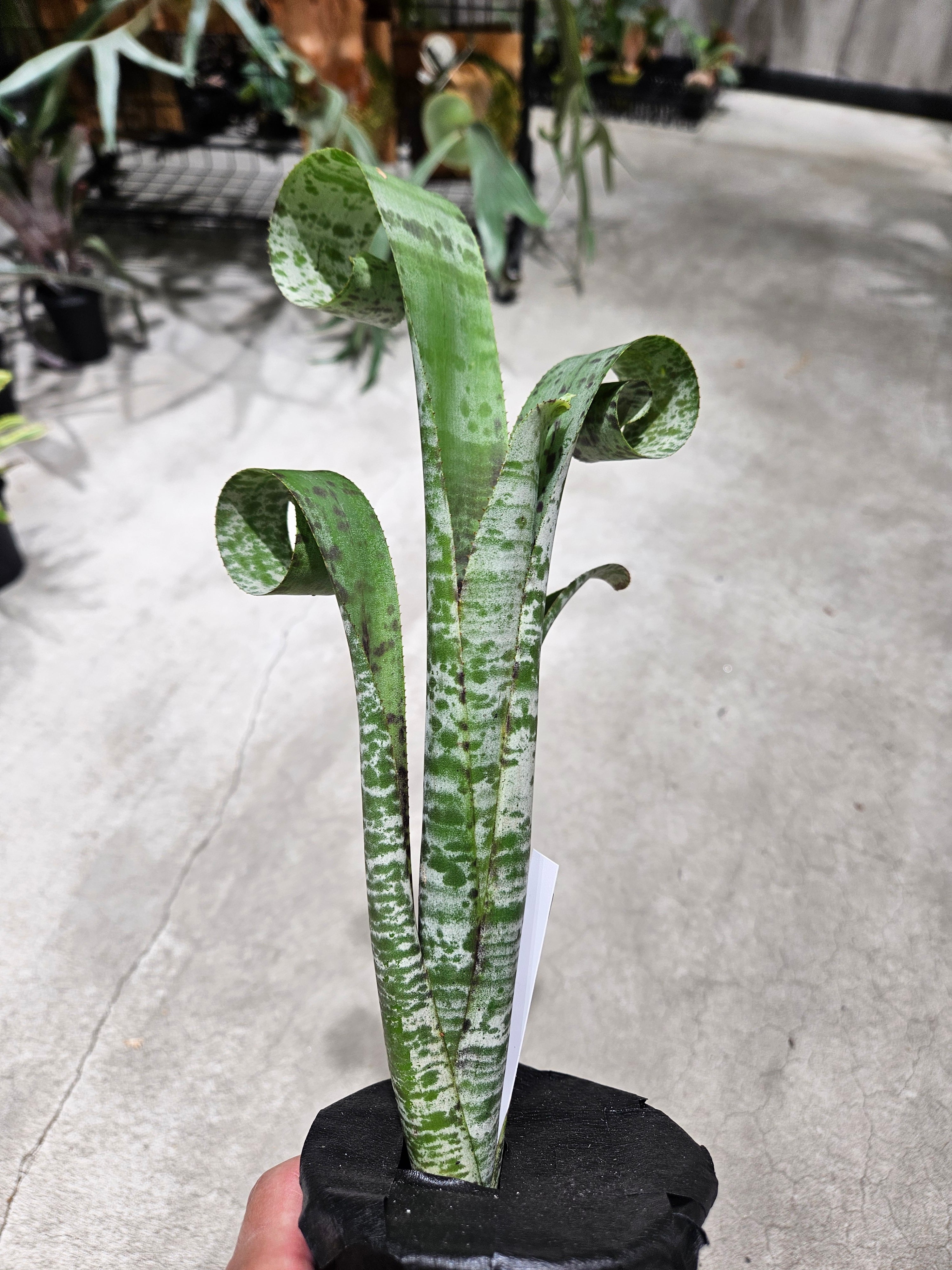 P.Willinckii cv. White Rose【artPLANTs】ビカクシダ/Platycerium