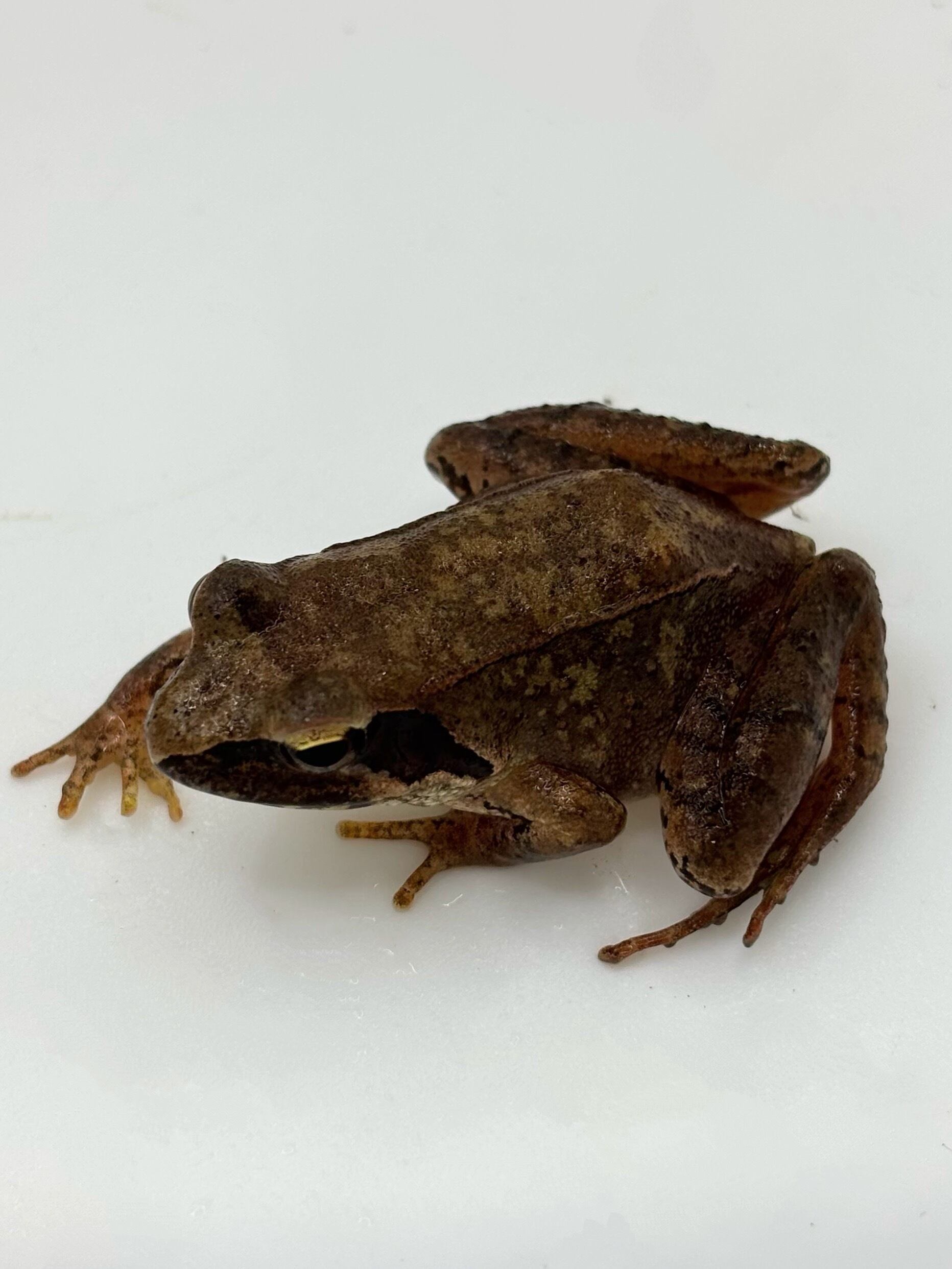 タゴガエル 1匹 | まるころ商店〜まるくてころころした生き物を販売