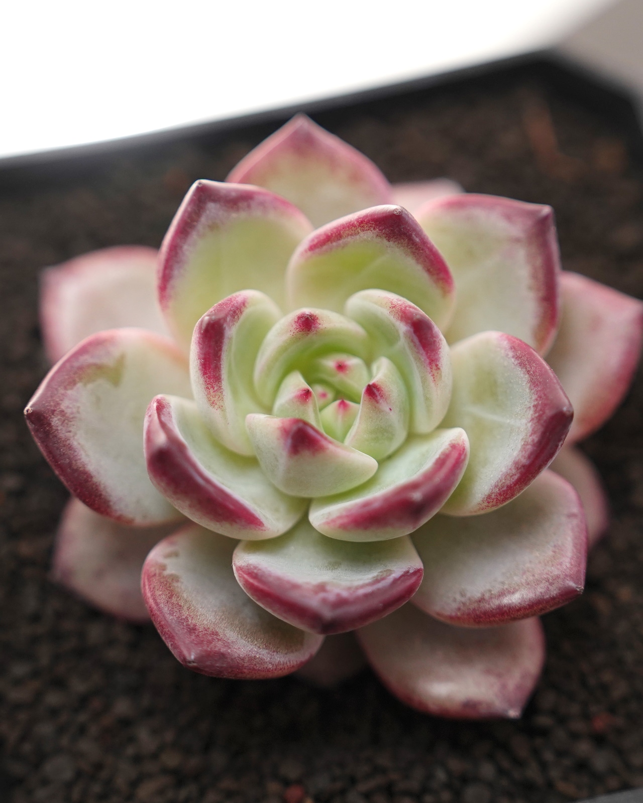 カット苗 プラト Echeveria 'Plato'