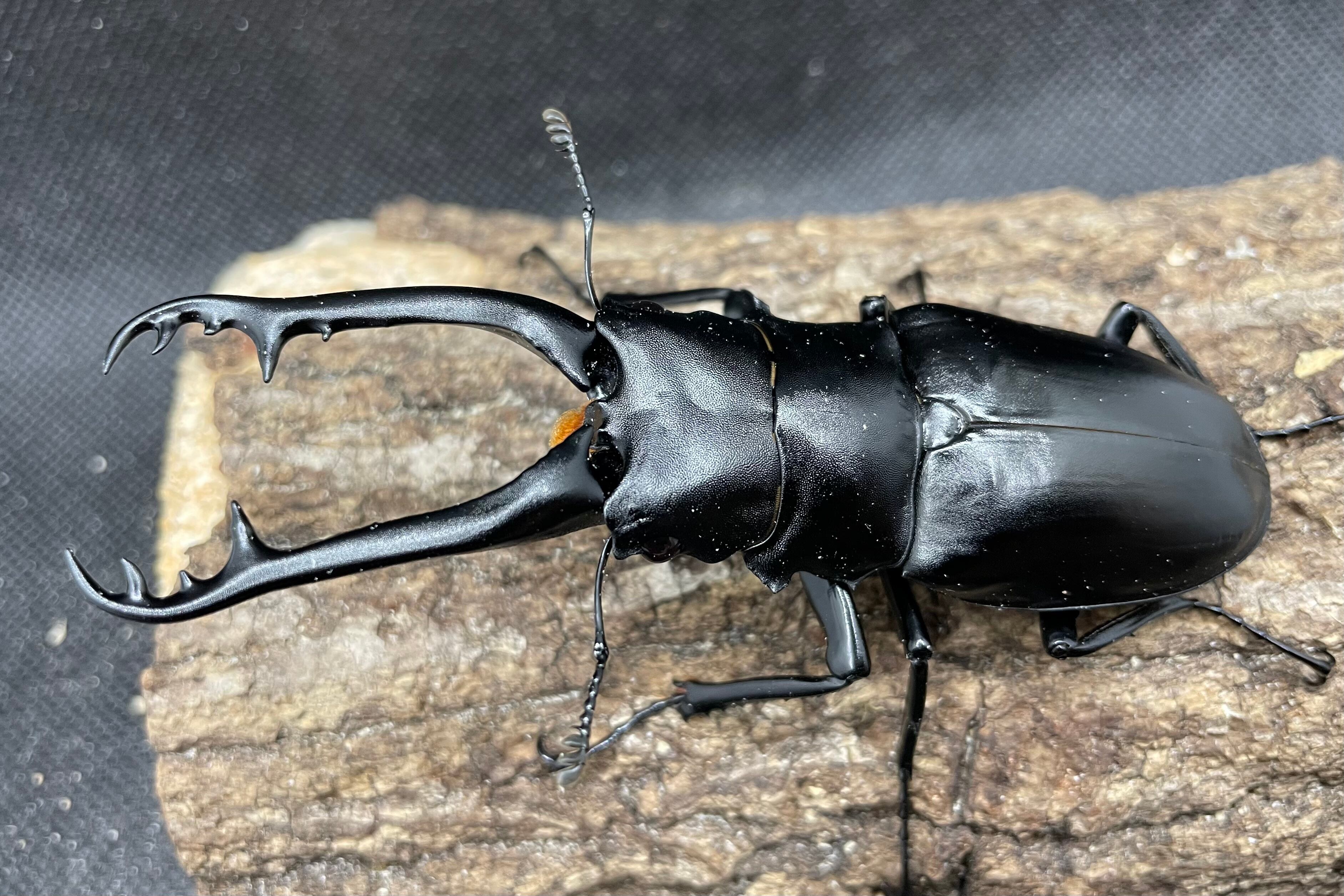 ギラファノコギリクワガタ 南インド 98ミリ