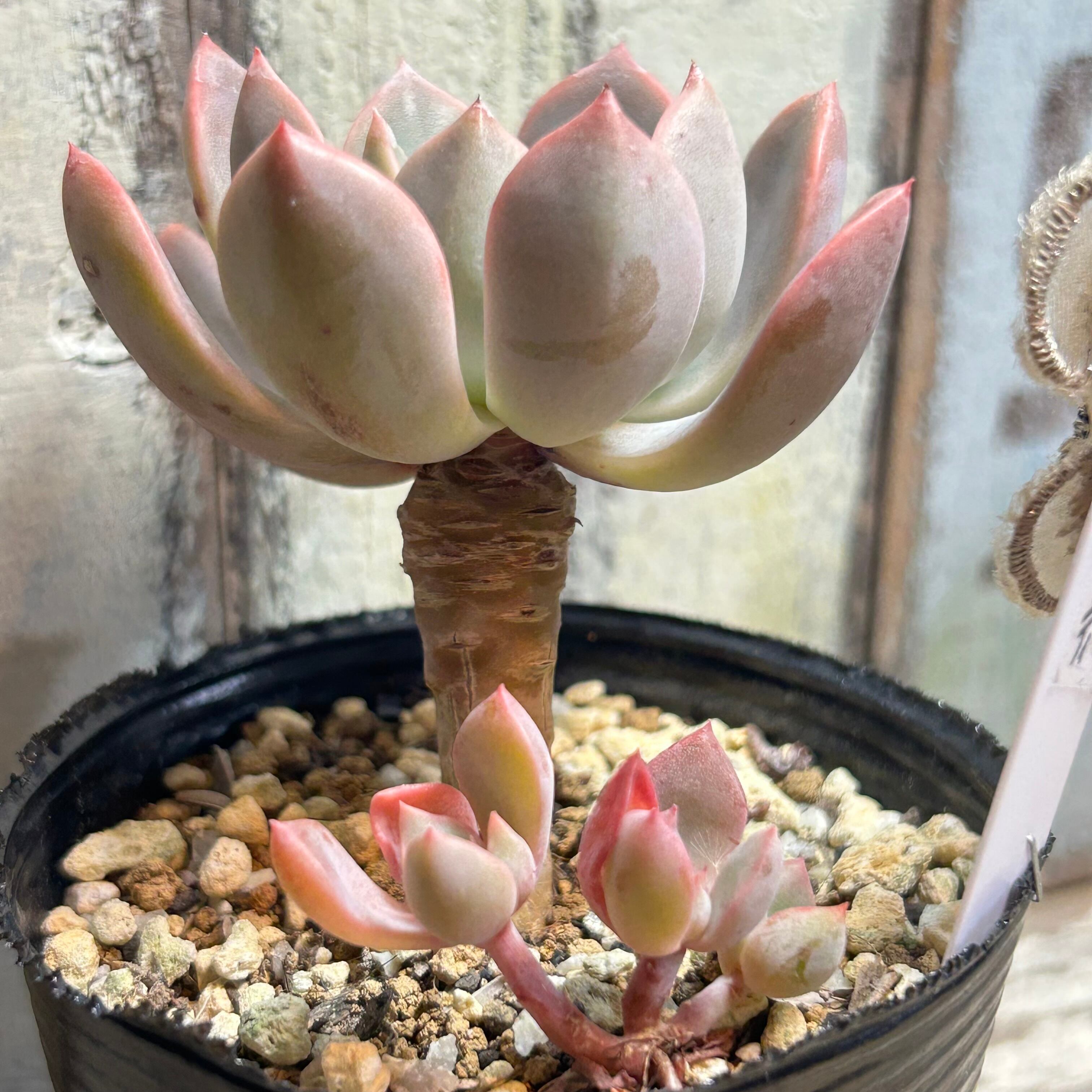 ピンクプリティ | RuPo 多肉植物専門店