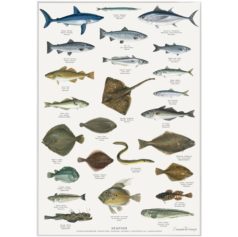 四月の魚　日本版B2サイズポスター KOUSTRUP&CO. アートポスター A2 サイズ - Sea fishes 海の魚 】北欧