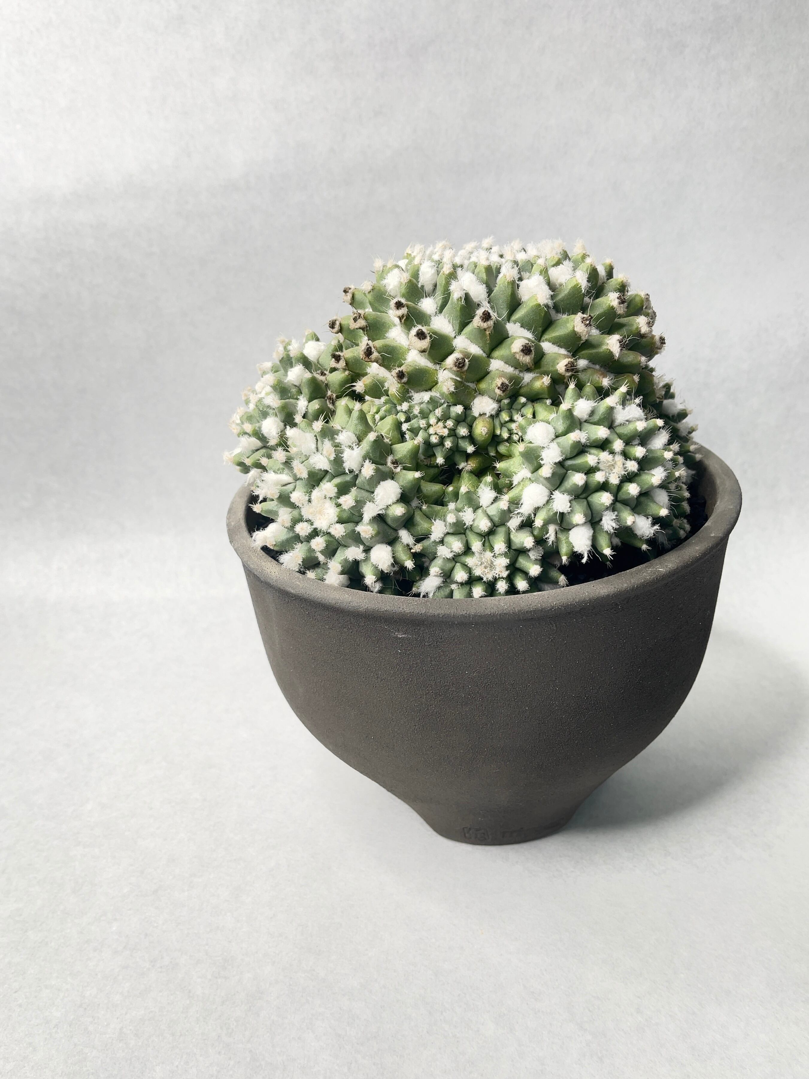 マミラリア・エルサム | trigger