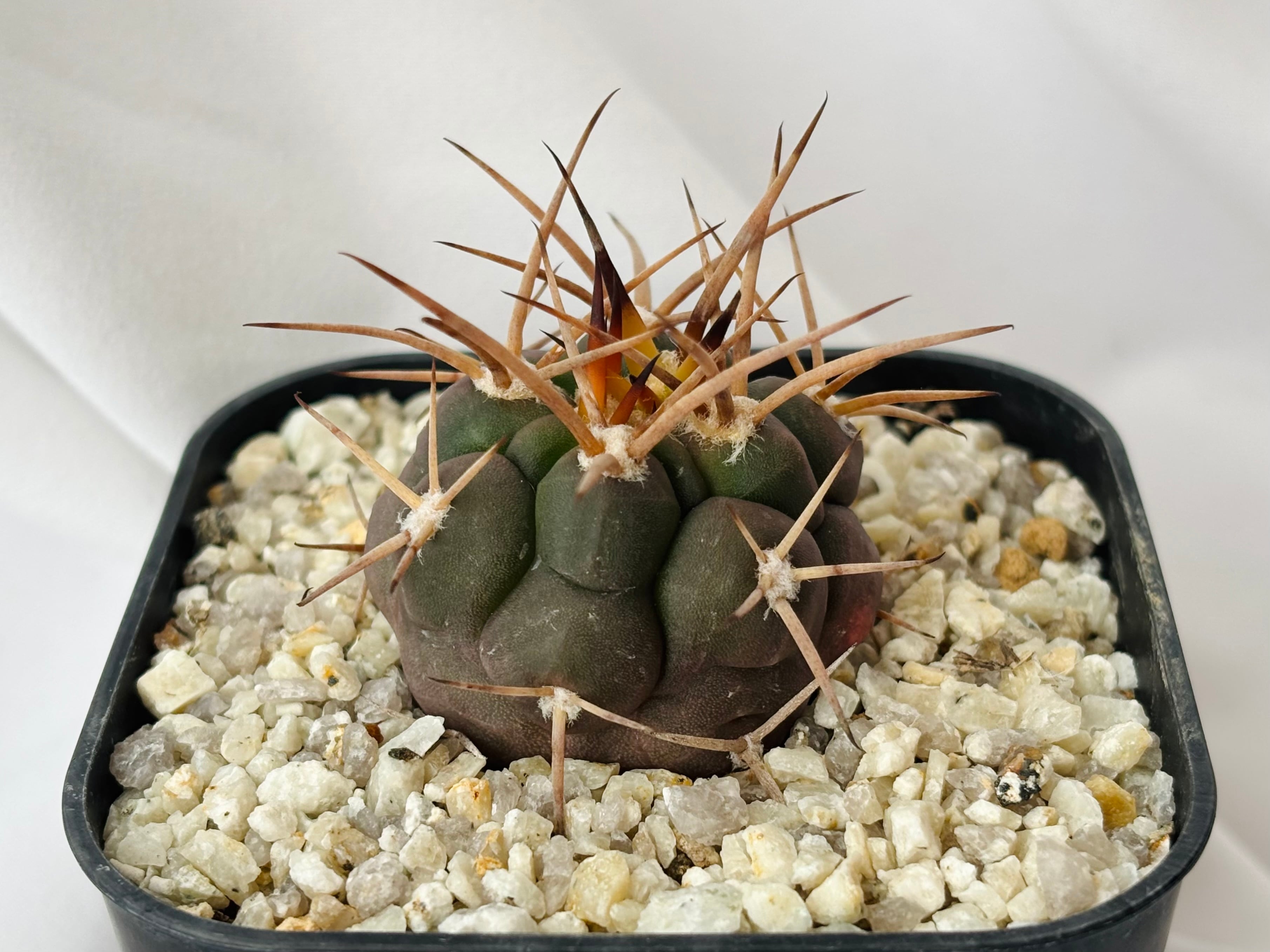 守金魔天竜錦　魔天竜　ギムノカリキウム　サボテン　フェロシオール　天平丸 守金魔天竜錦 魔天竜 ギムノカリキウム サボテン フェロシオール 天平