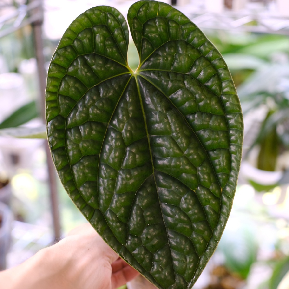 アンスリウム・ルクスアリンス / Anthurium luxurians│観葉植物