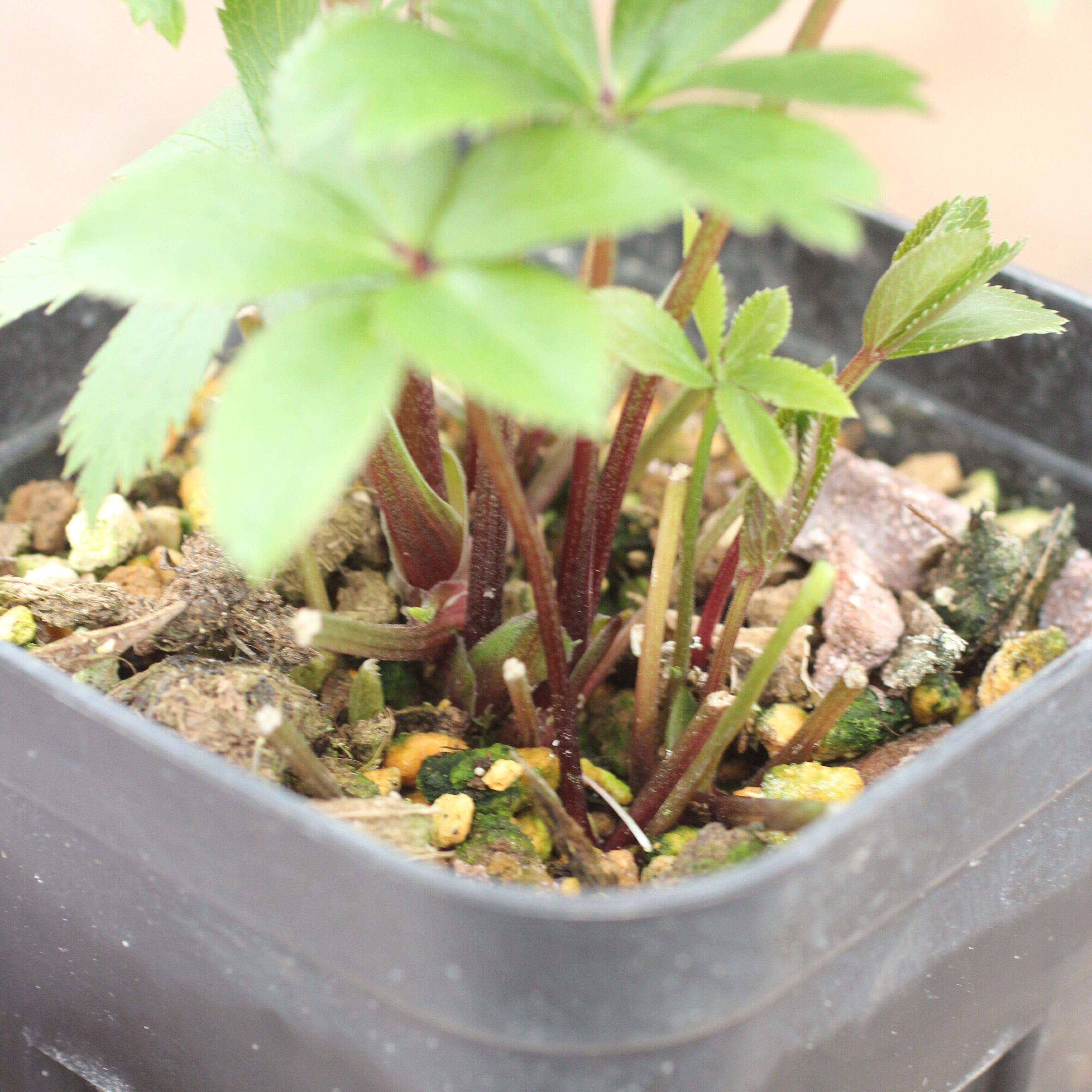 WS26-046 クリスマスローズ ウィンターシンフォニー 静ダブル